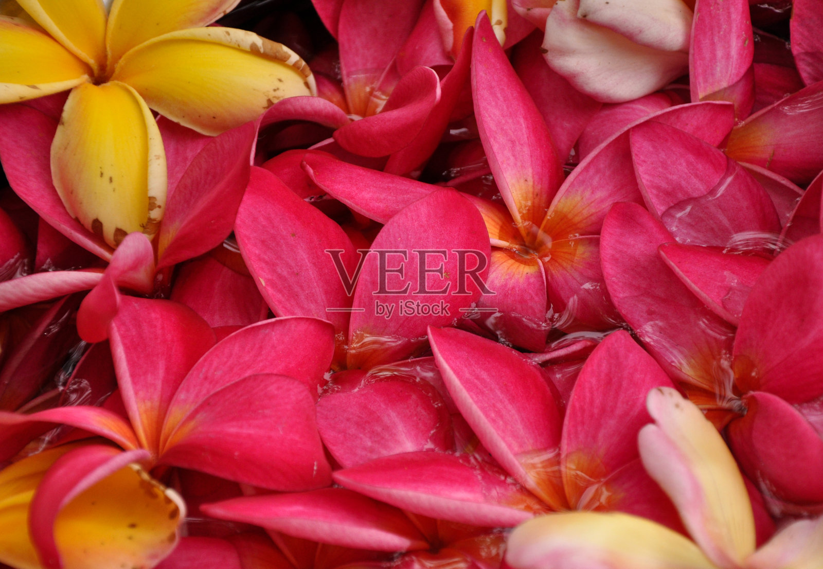 粉红色的花朵照片摄影图片