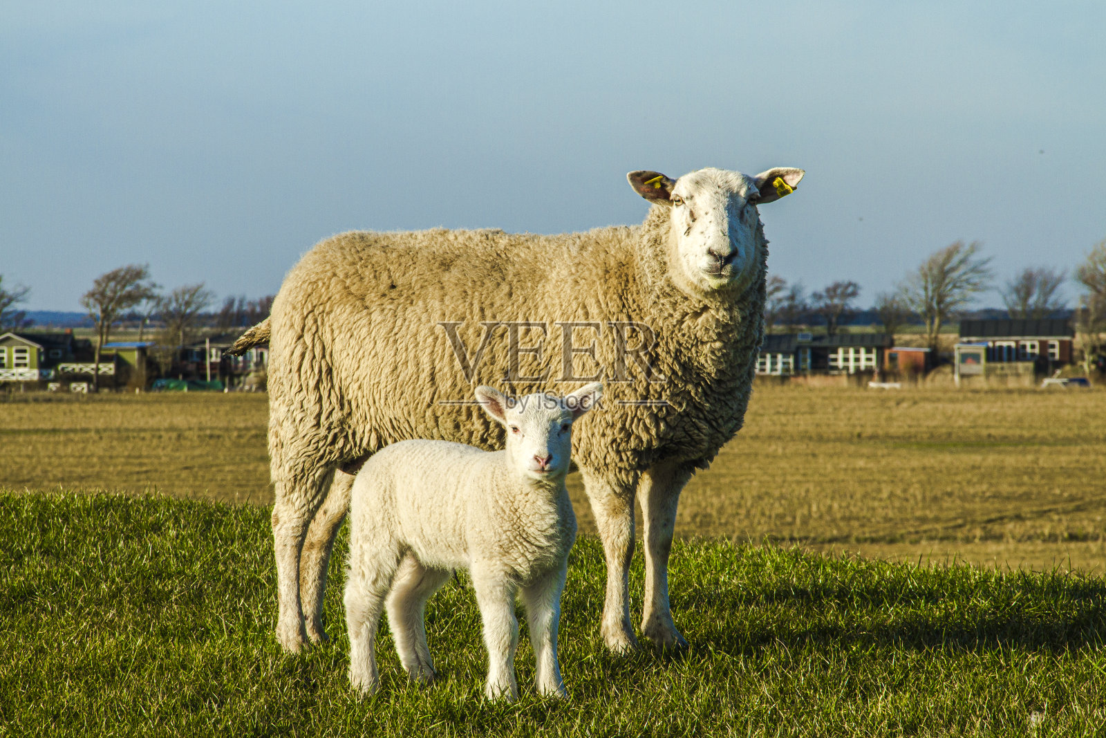 瓦登海照片摄影图片