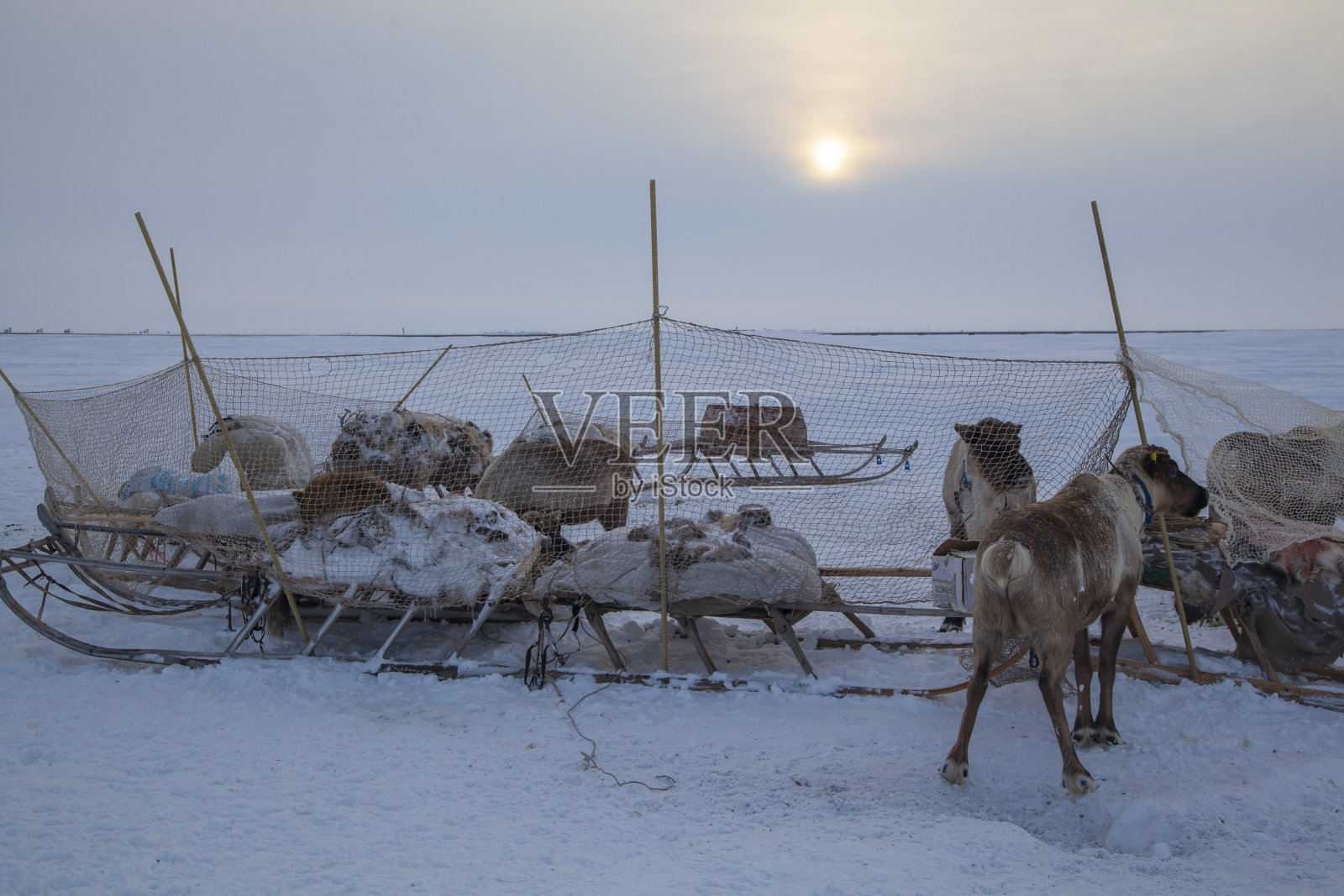 苔原，极北，极北，苔原上的驯鹿，带着驯鹿的鹿。照片摄影图片