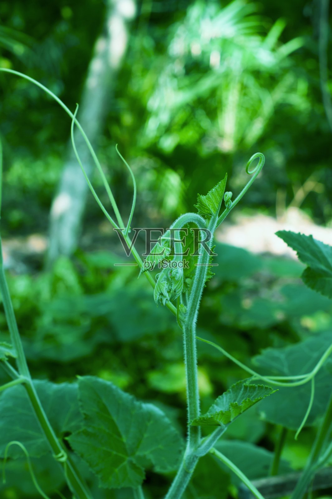 南瓜芽照片摄影图片