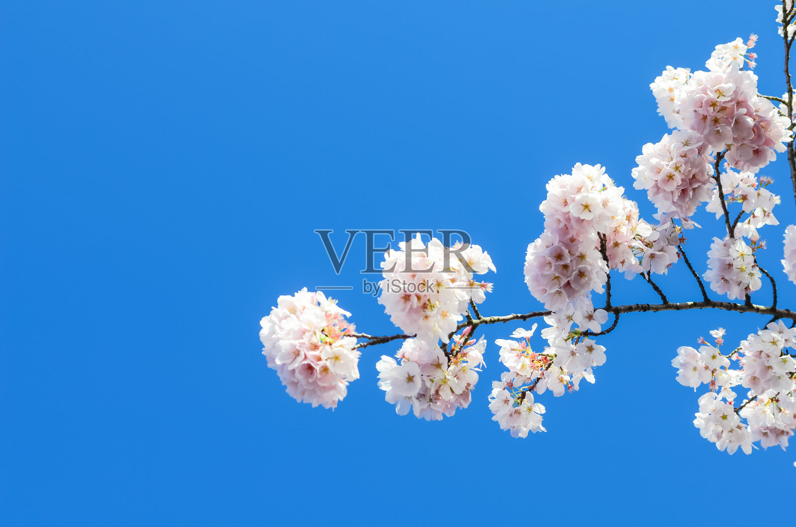 向上近距离观看树枝樱花在清澈的蓝天下春天的自然背景照片摄影图片