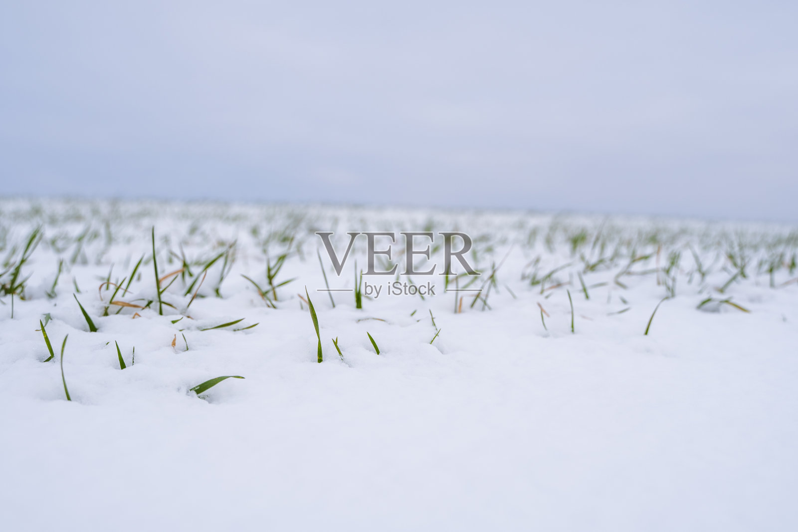 冬天麦田被雪覆盖着。冬小麦。绿草茵茵，草地下雪。在寒冷中收获。种植谷物做面包。一种作物栽培的农业过程。照片摄影图片