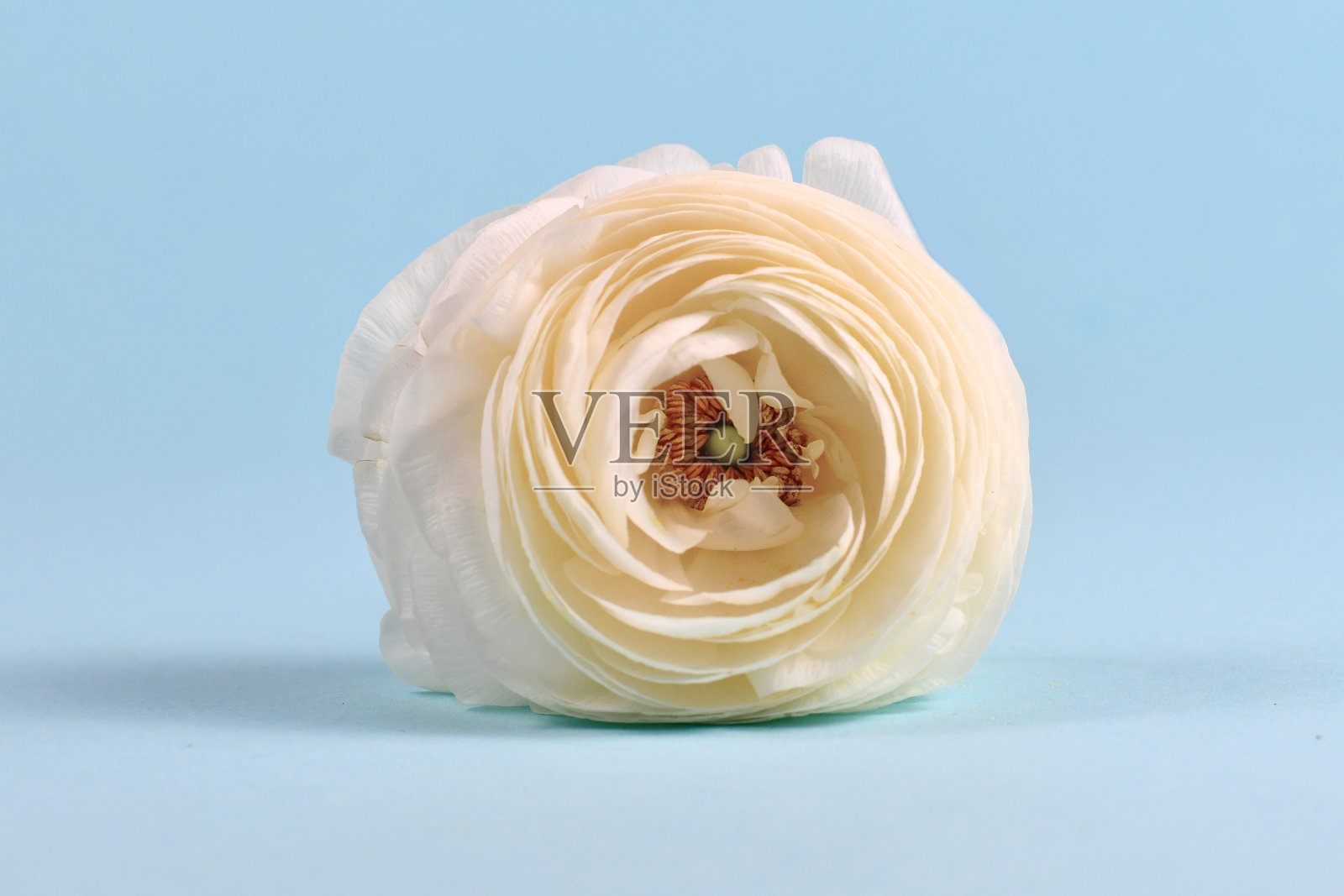 单瓣奶油色毛茛属毛茛属春花，背景为淡蓝色照片摄影图片