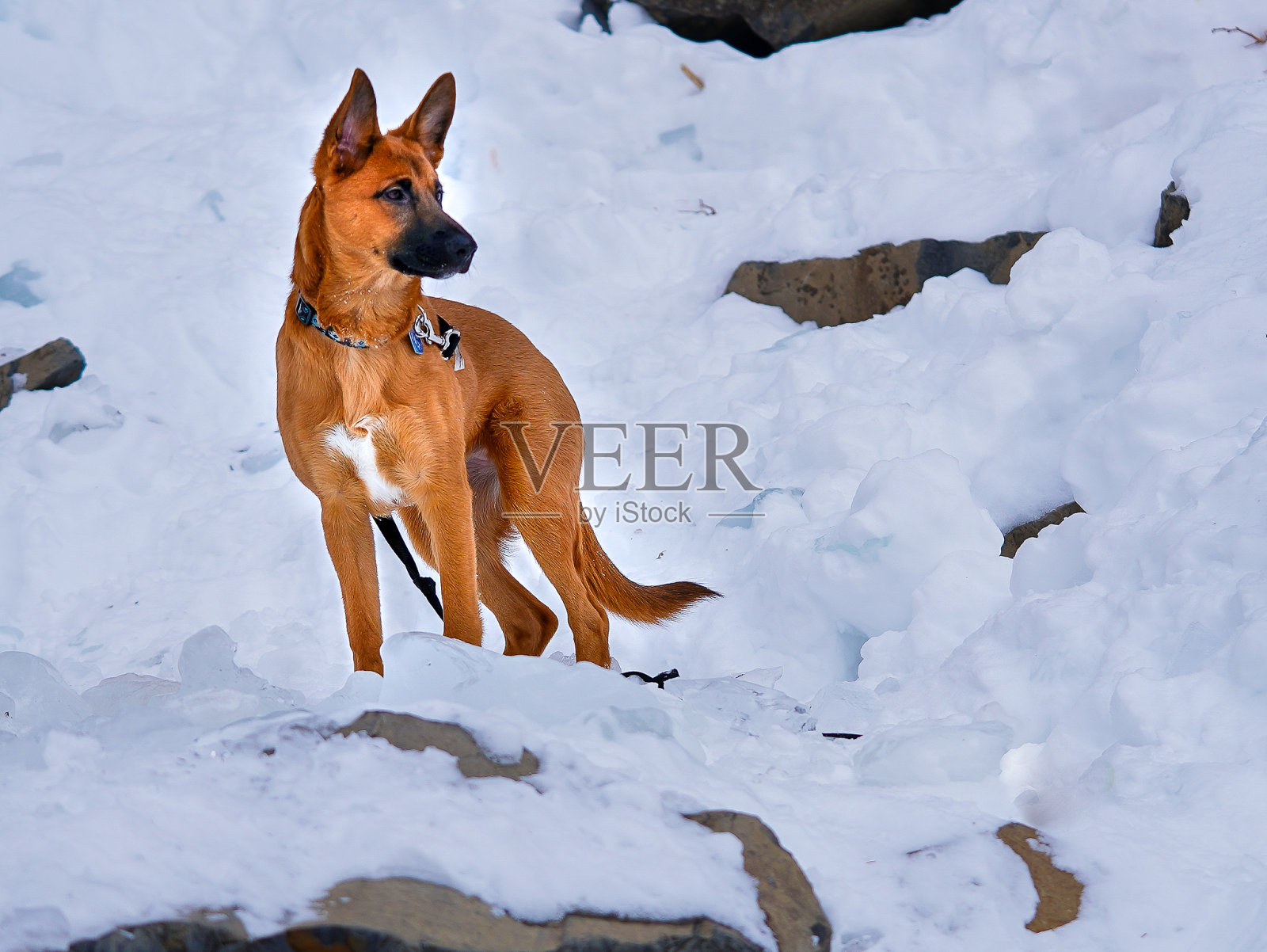 雄伟的一动也不动地照片摄影图片