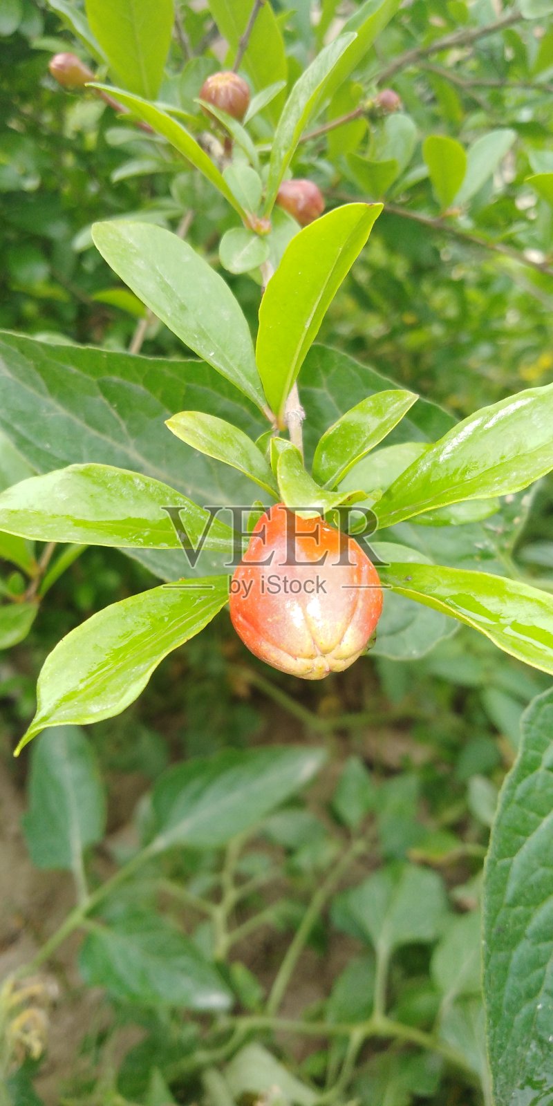 石榴照片摄影图片