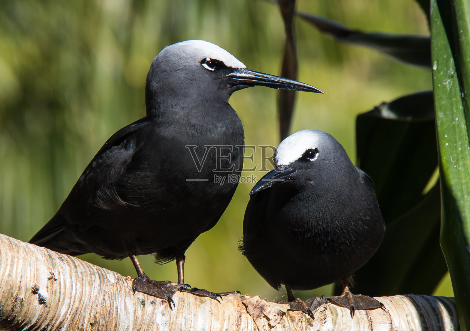 树枝上的一对黑燕鸥照片摄影图片