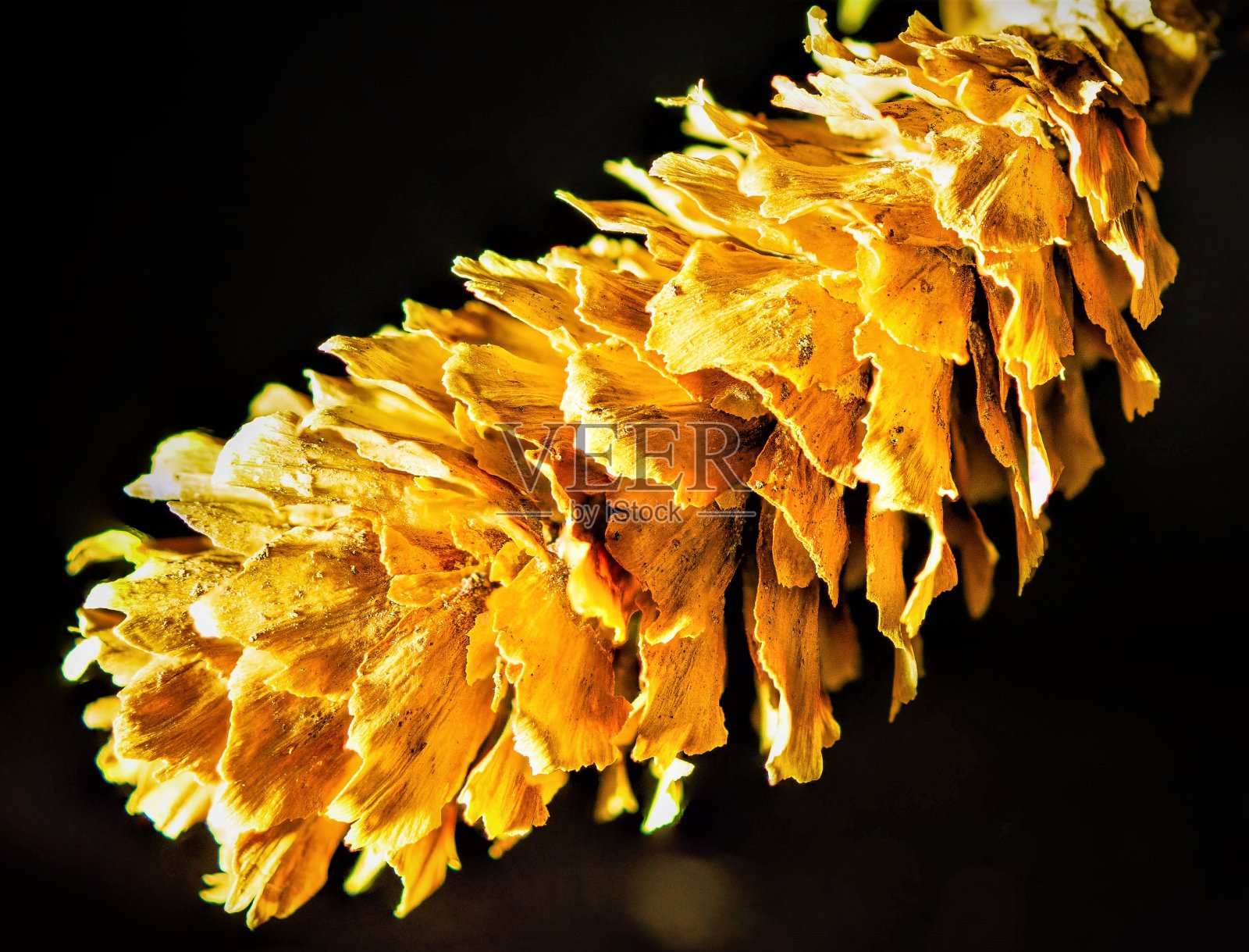 干燥的针叶树球果特写照片摄影图片