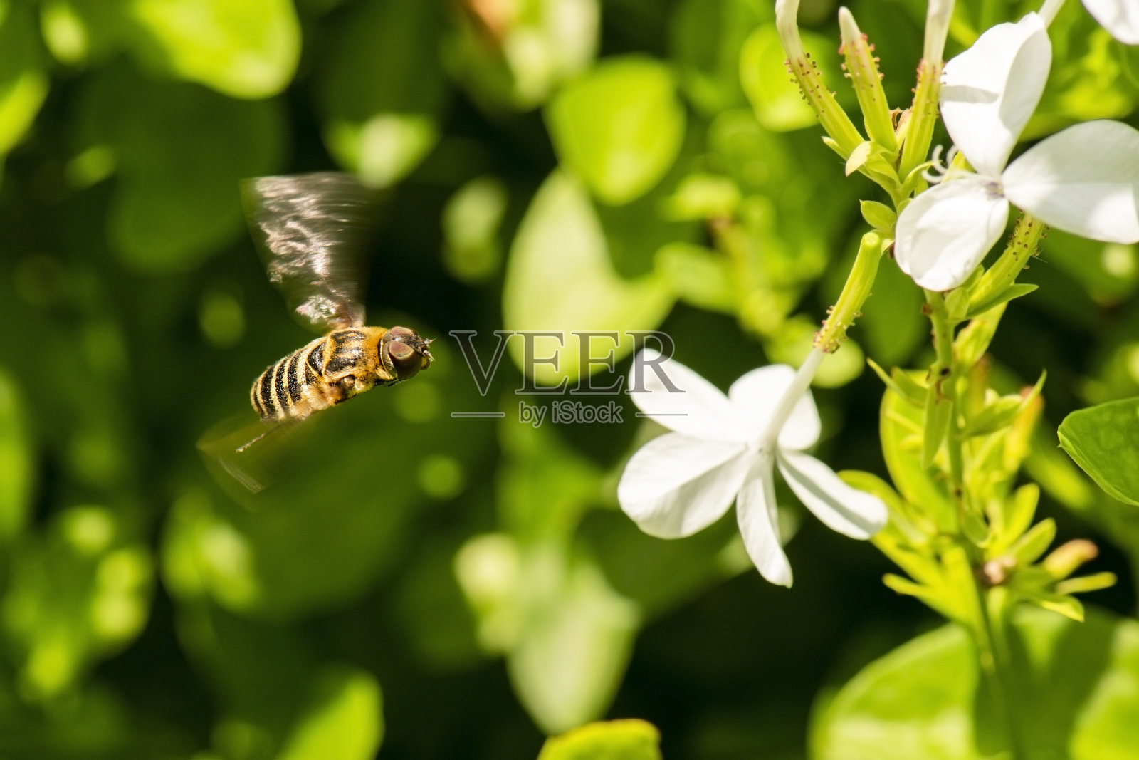 布朗蜜蜂飞照片摄影图片