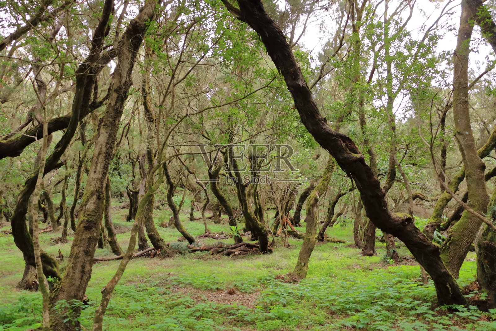 加拉约内国家公园的常绿雨林照片摄影图片