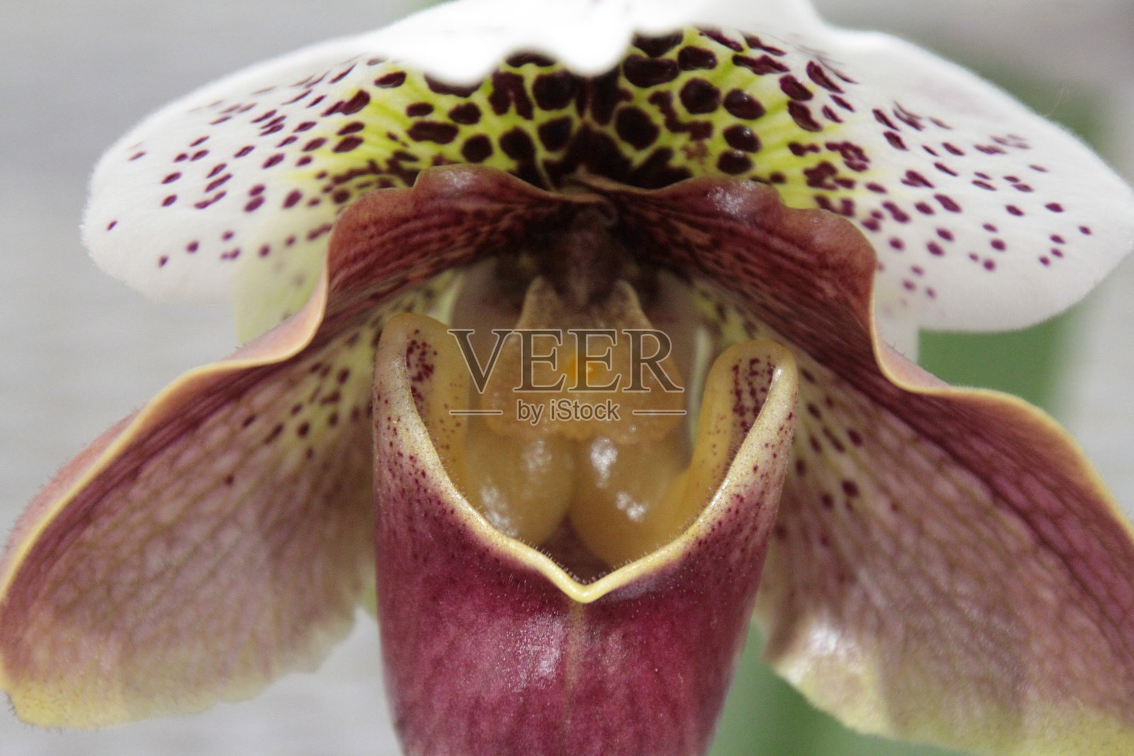 费城兰花的内部照片摄影图片