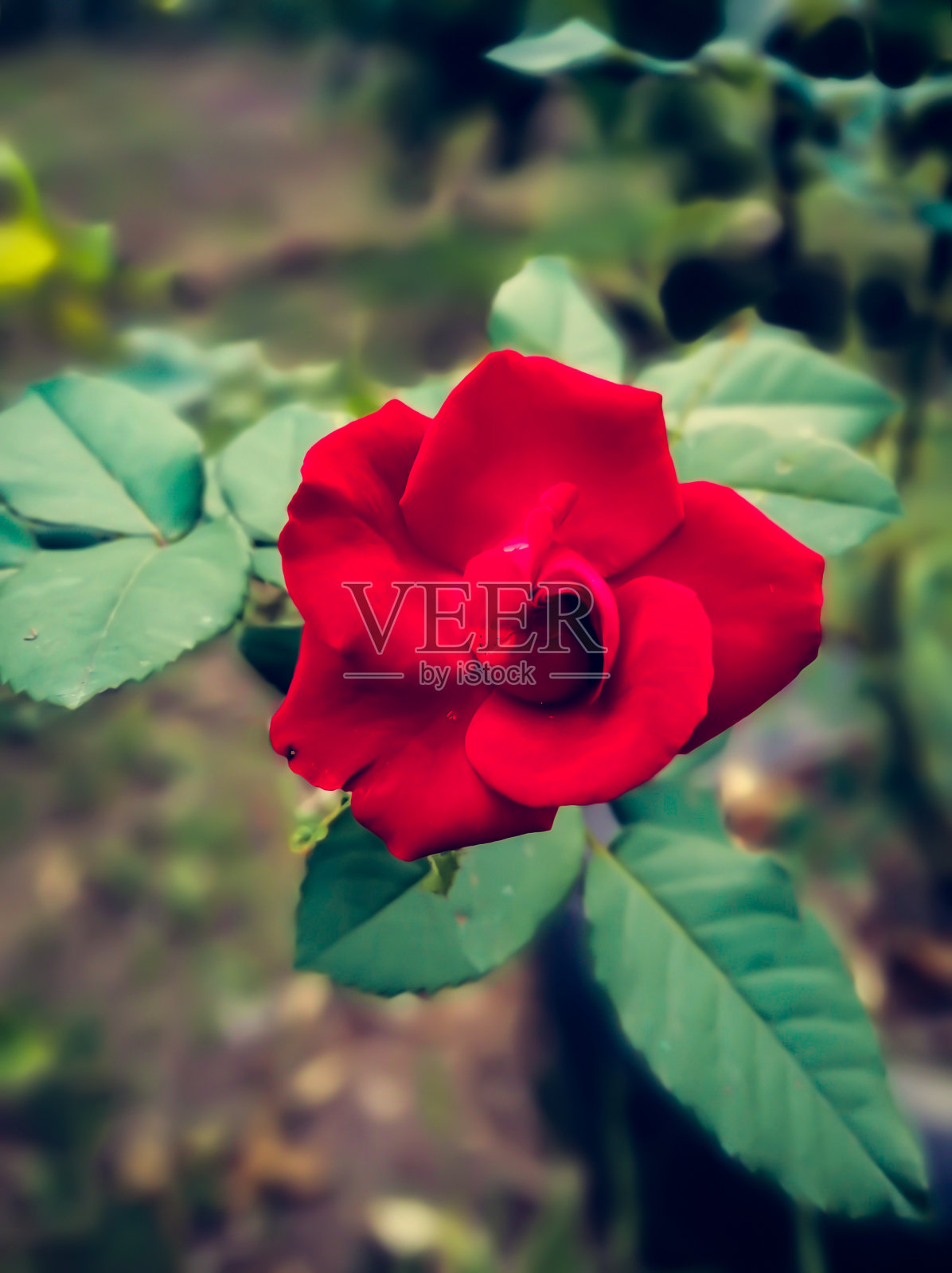 红色美丽的花和美丽的风景照片摄影图片