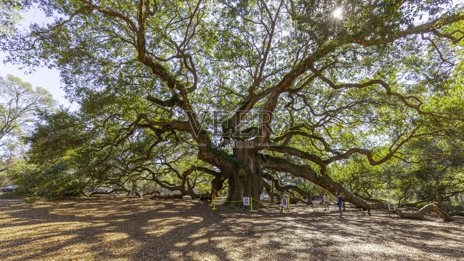 美国南卡罗来纳查尔斯顿的天使橡树照片摄影图片