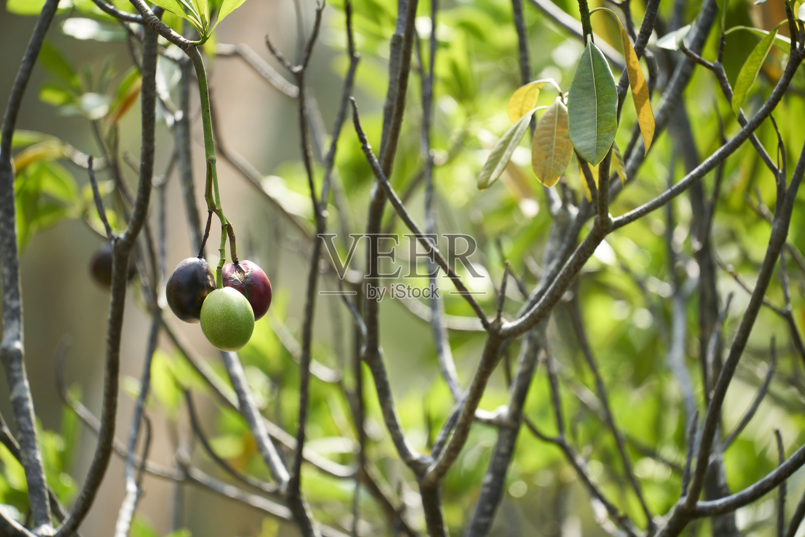 泰国美丽的自然景观照片摄影图片