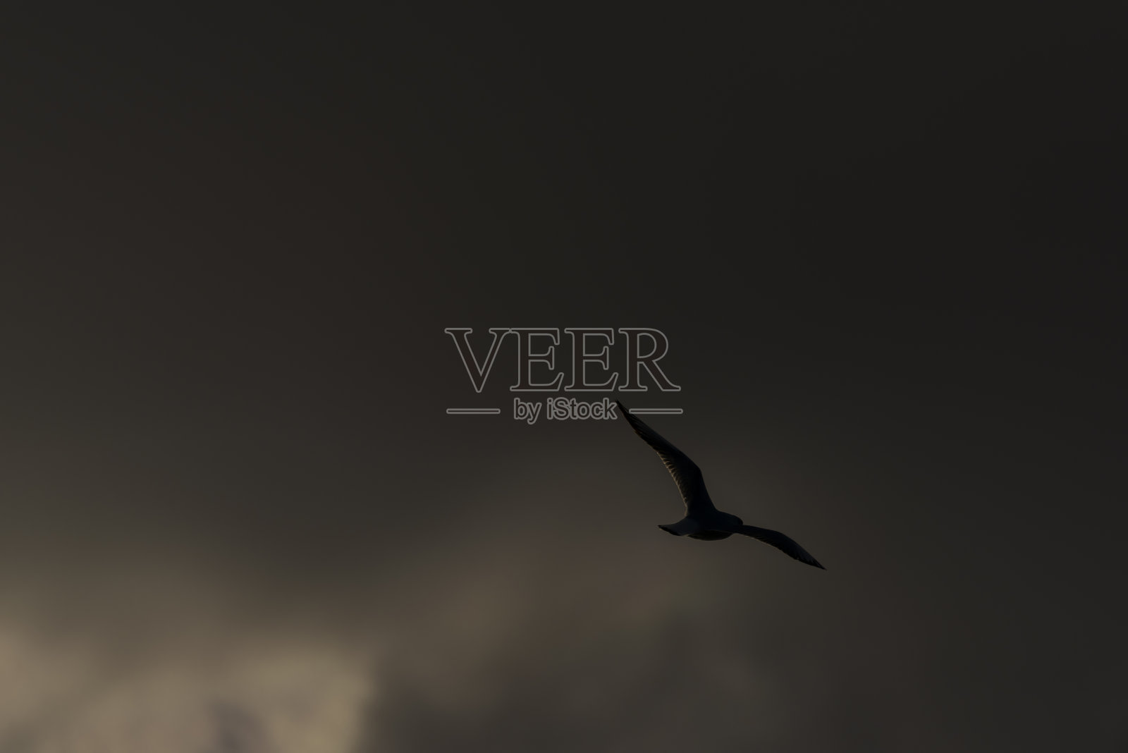 春天蔚蓝的天空中，维尔本斯基池塘上空的海鸥照片摄影图片