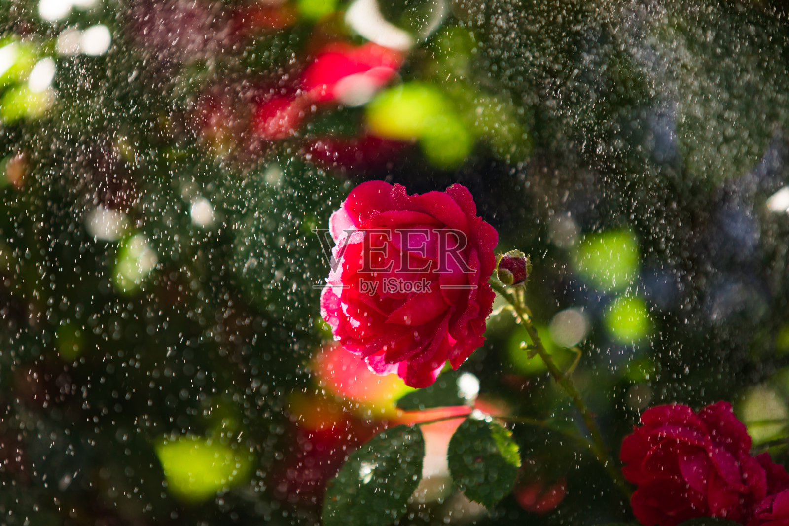 红玫瑰在花园里的雨点下，玫瑰在阳光的照耀下照片摄影图片
