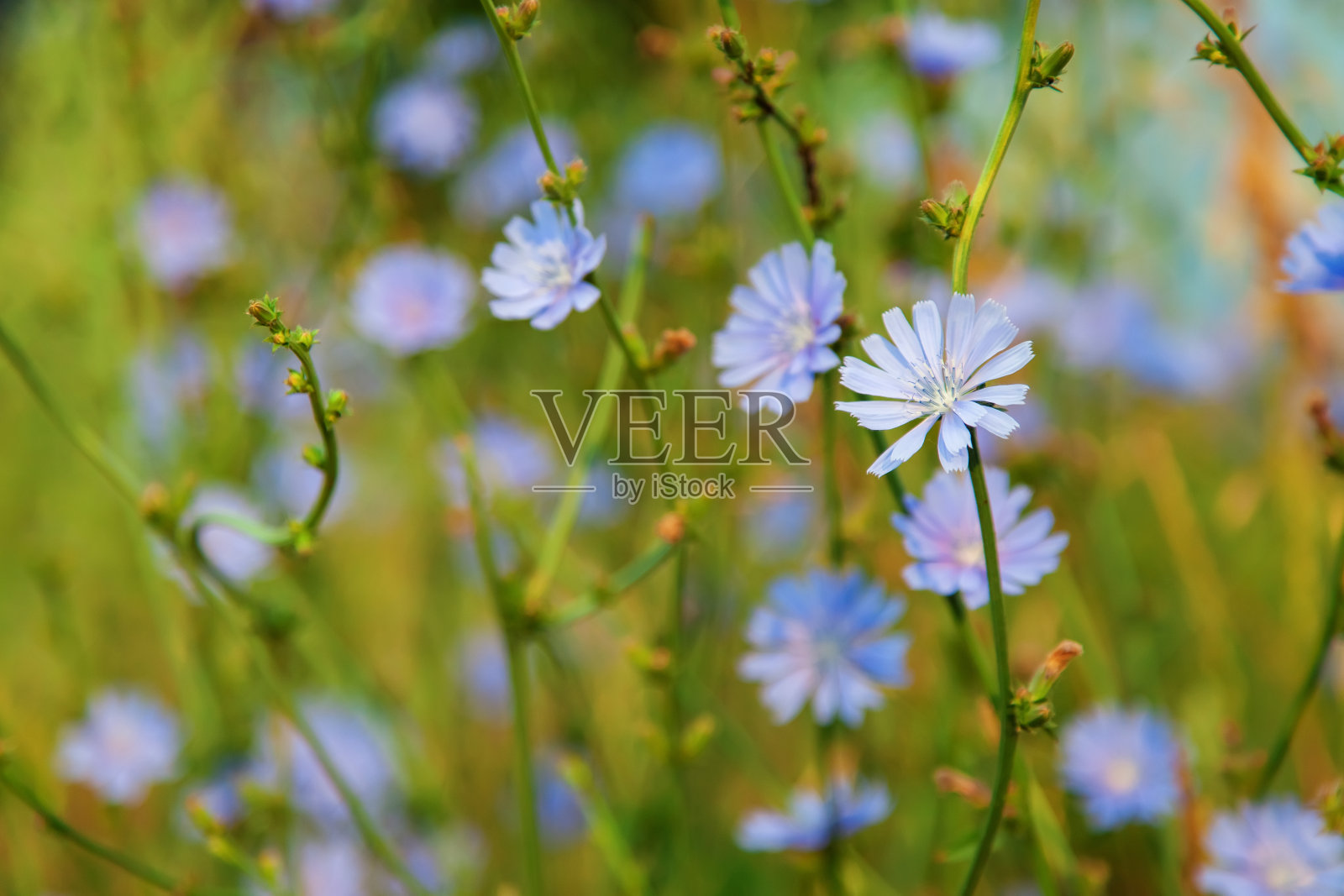 菊苣朵朵。照片摄影图片