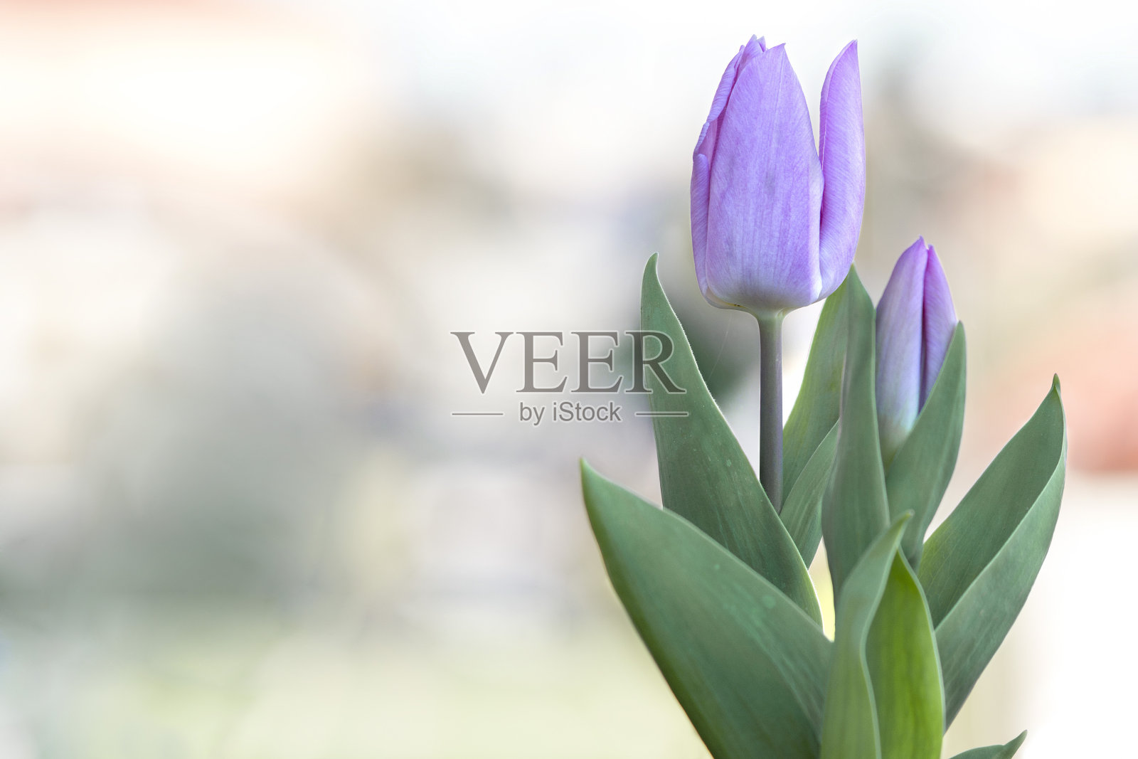 模糊背景上的两朵紫色郁金香照片摄影图片