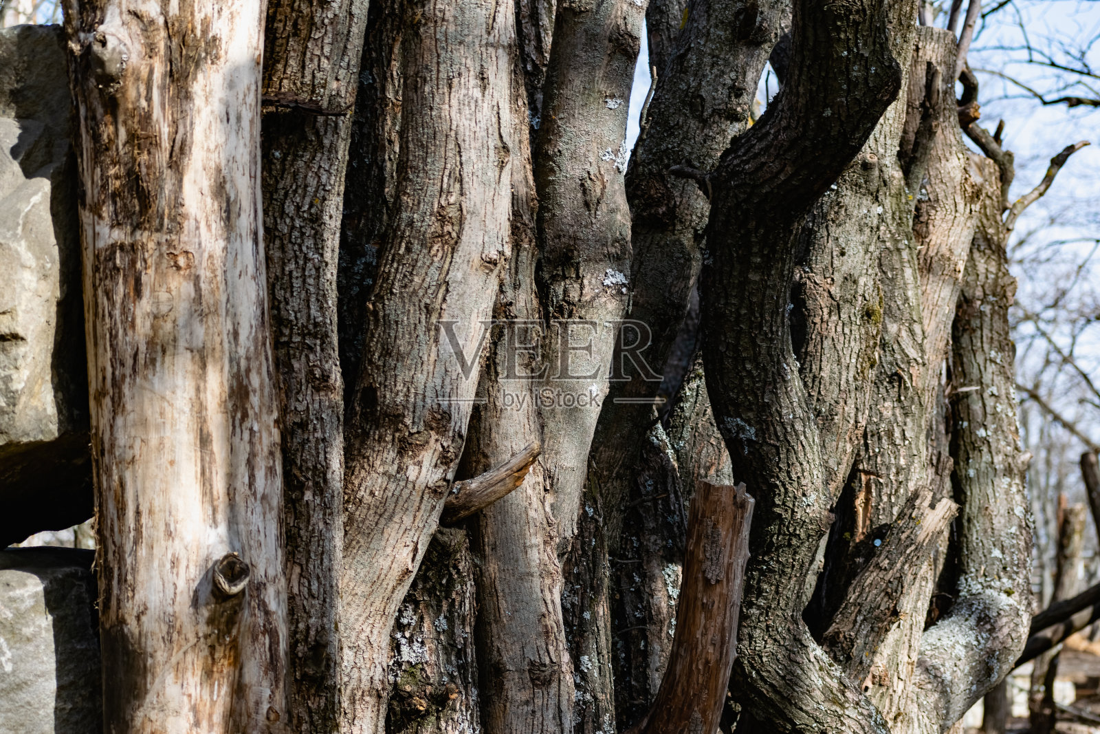 带树皮的垂直原木、锯过的树干彼此靠在一起。照片摄影图片