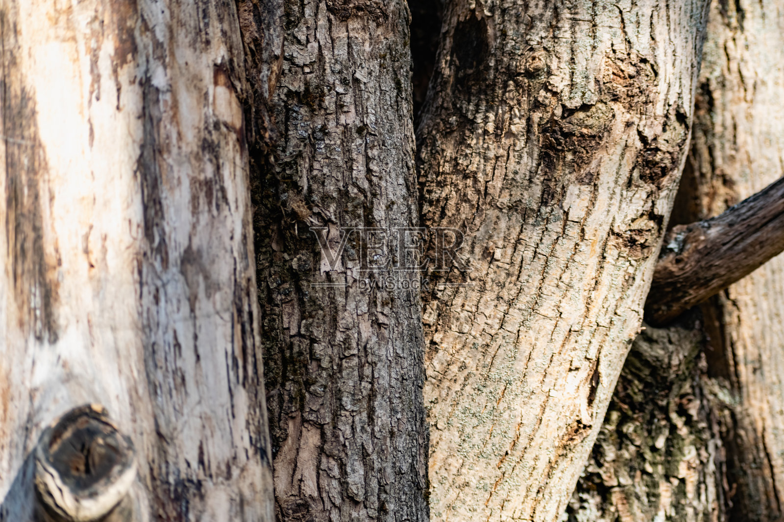 带树皮的垂直原木、锯过的树干彼此靠在一起。照片摄影图片