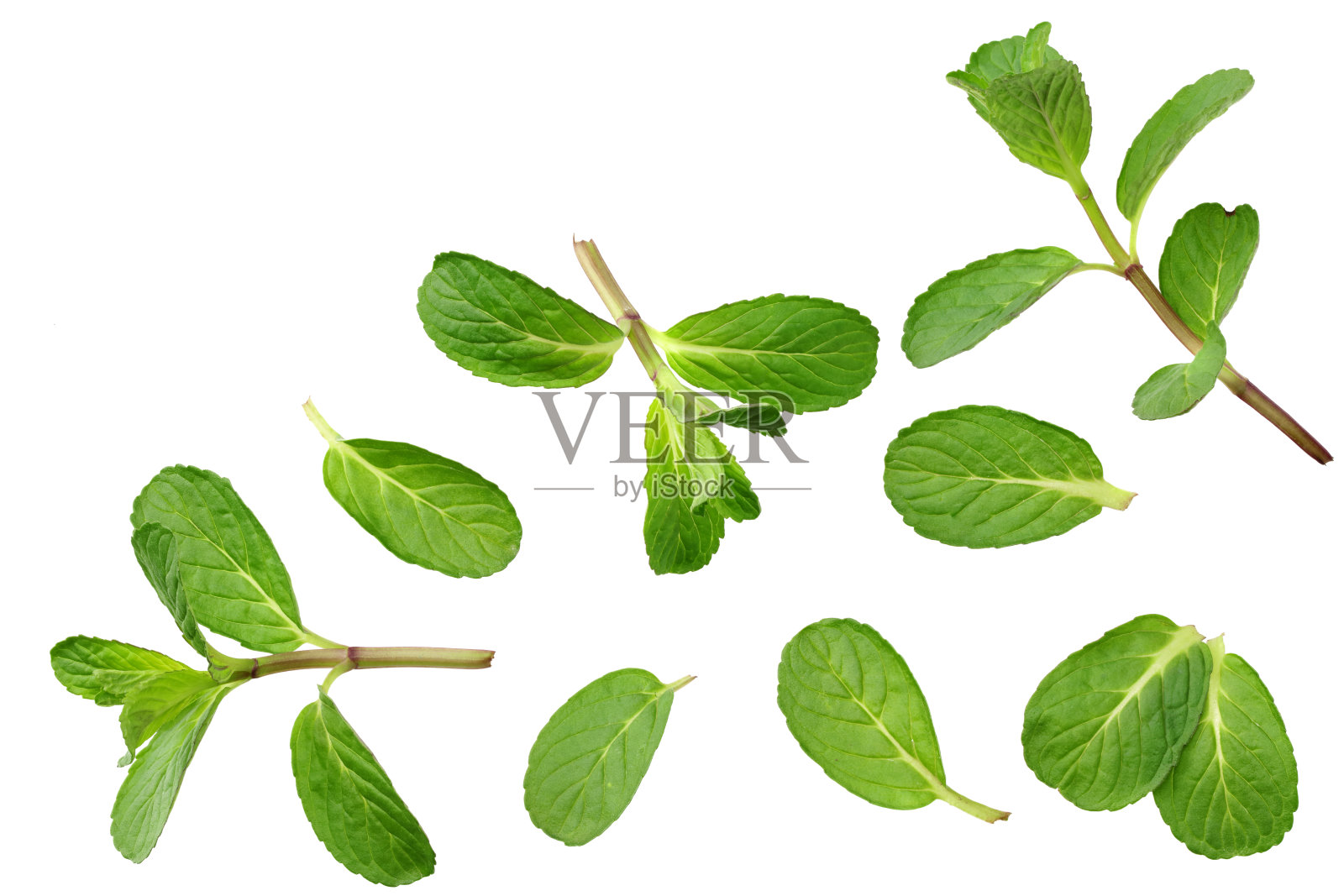 新鲜薄荷叶孤立在白色背景。俯视图照片摄影图片