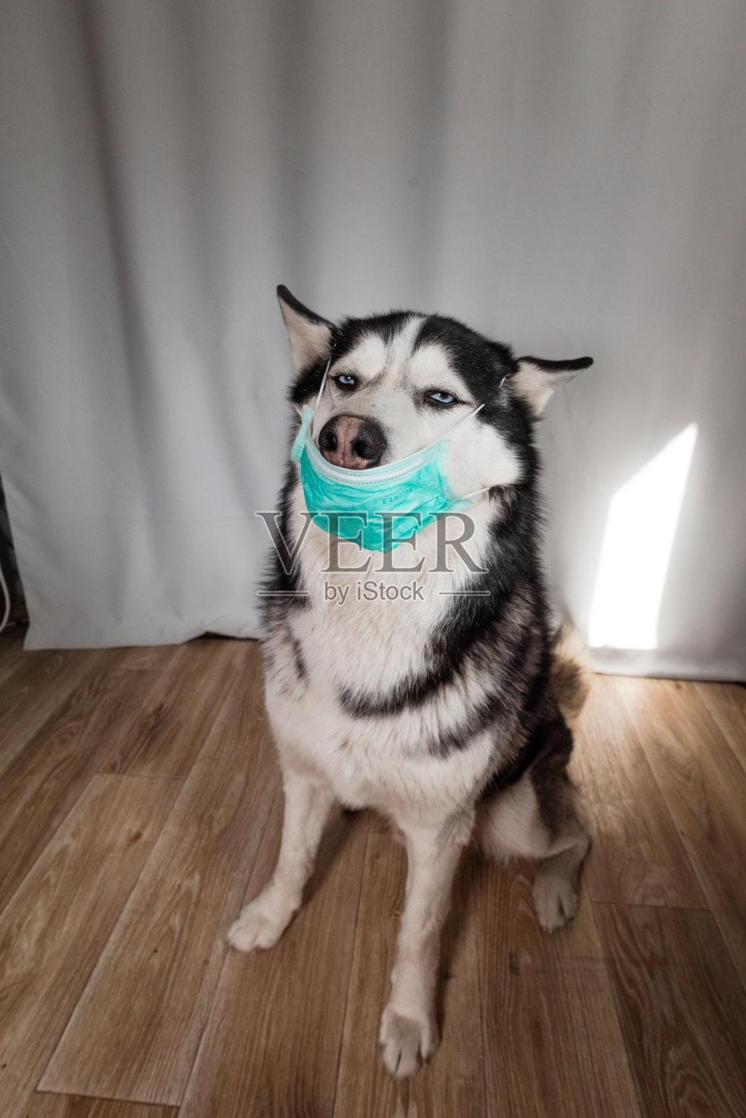 哈士奇品种的狗坐在家里戴着防护面具。宠物过敏或预防冠状病毒大流行的概念照片摄影图片