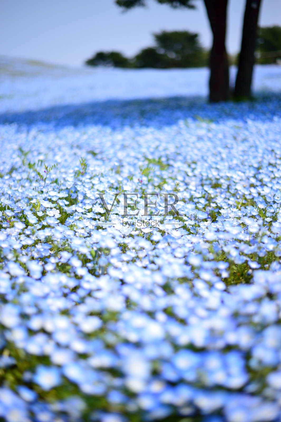 尼莫菲拉照片摄影图片