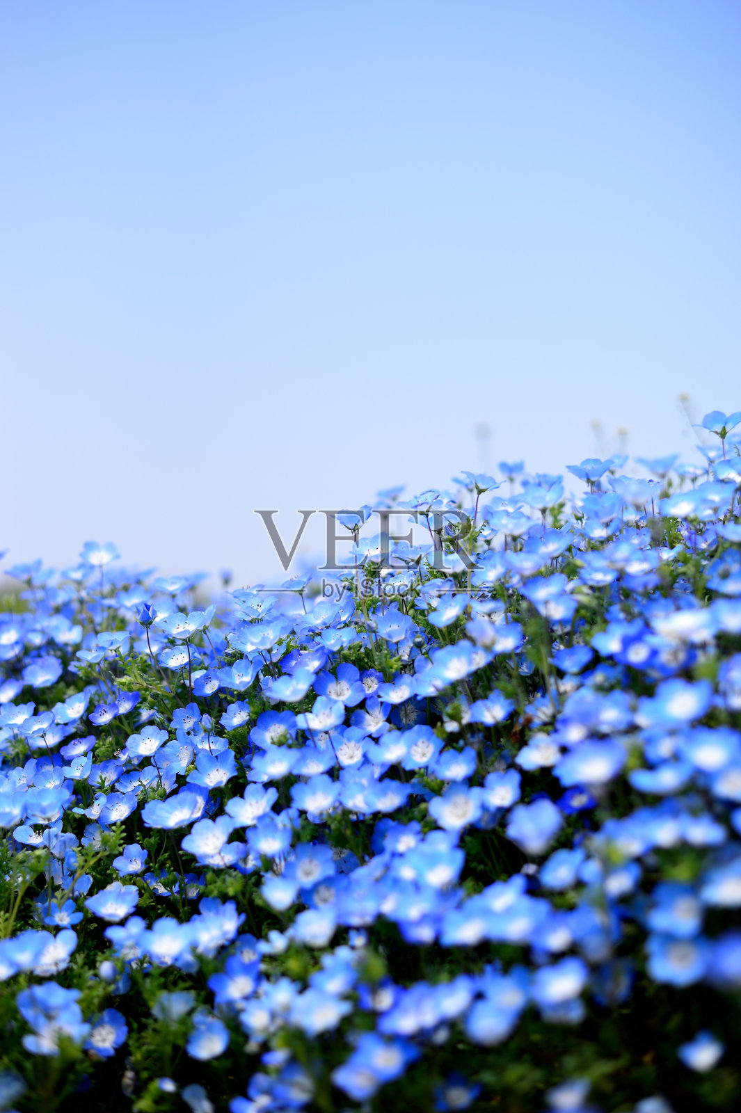 尼莫菲拉照片摄影图片