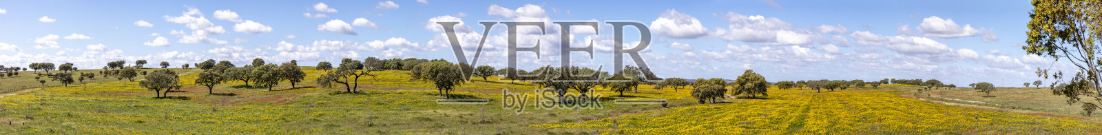 葡萄牙阿尔加维海岸乌里克附近的风景，橄榄树，彩色的田野和软木树照片摄影图片