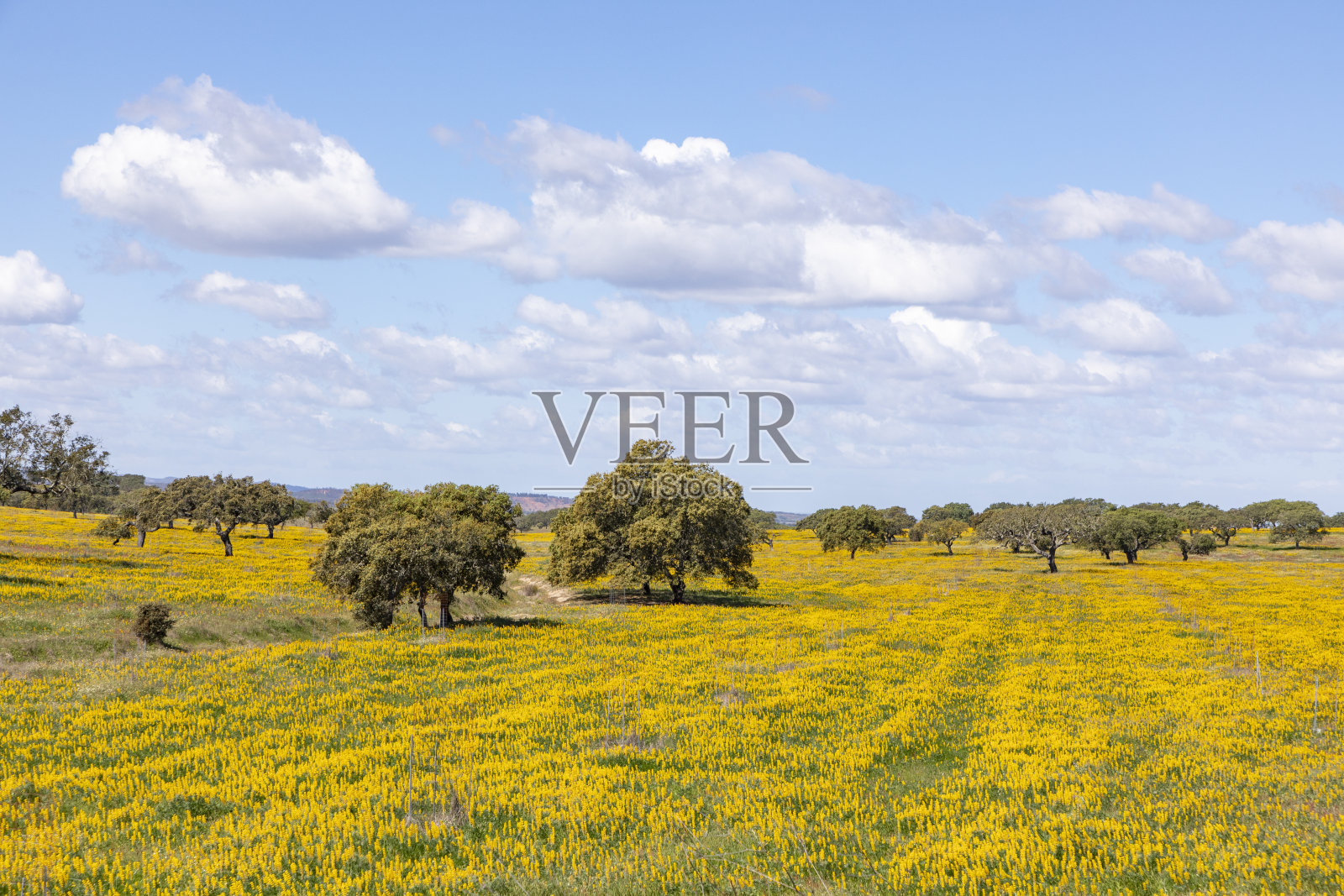 葡萄牙阿尔加维海岸乌里克附近的风景，橄榄树，彩色的田野和软木树照片摄影图片