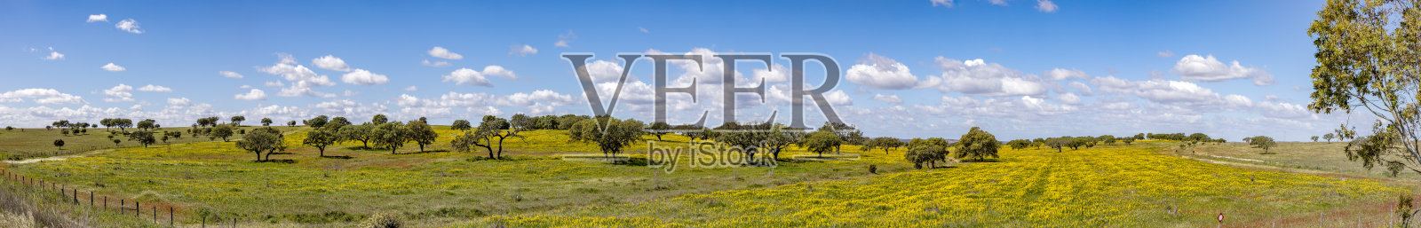葡萄牙阿尔加维海岸乌里克附近的风景，橄榄树，彩色的田野和软木树照片摄影图片