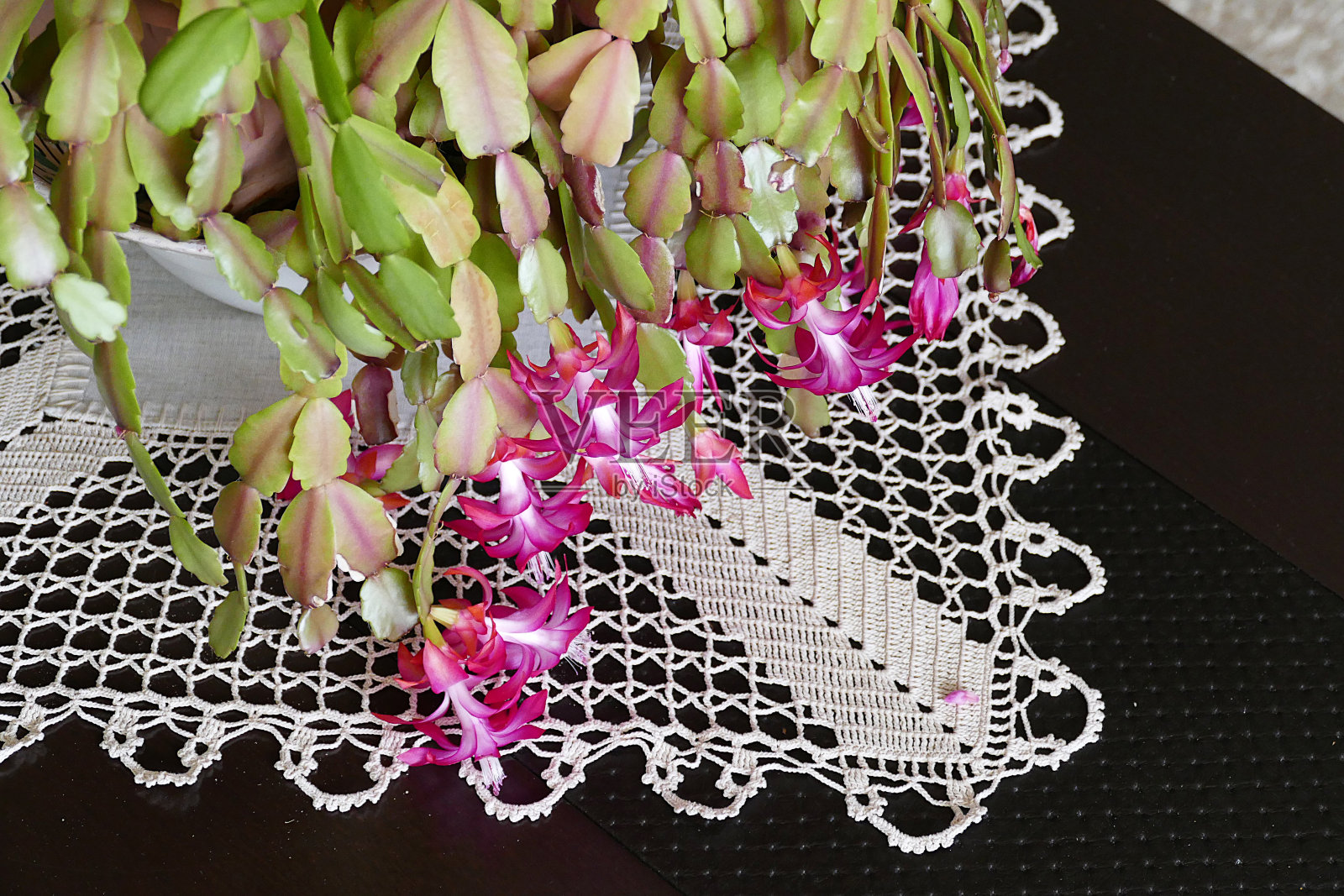 圣诞花一年开一次，圣诞花，照片摄影图片