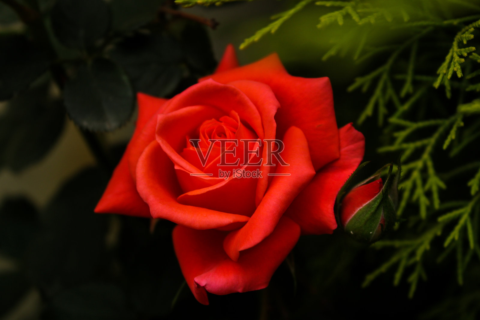 玫瑰象征爱情和浪漫照片摄影图片