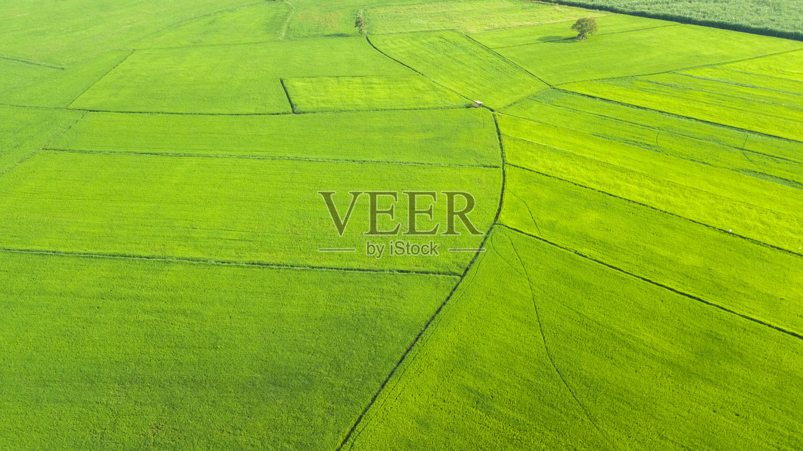 图片全景的自然景观，绿色的田野与水稻在泰国照片摄影图片