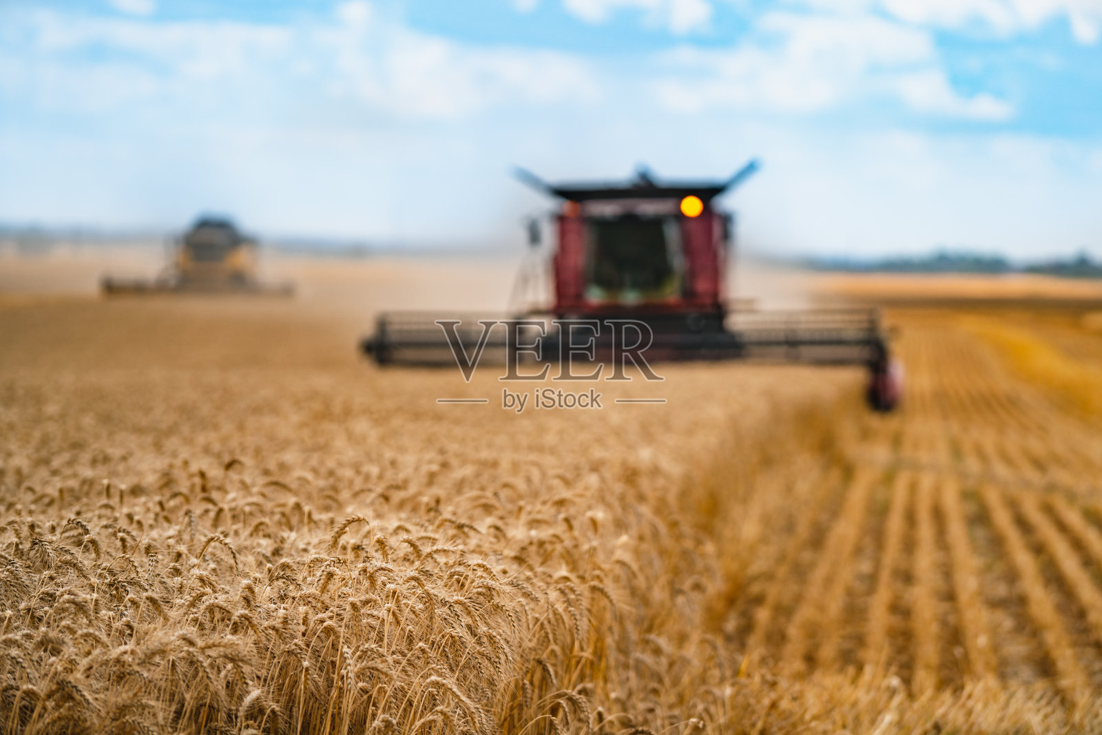 在阳光明媚的日子里收割谷物。照片摄影图片