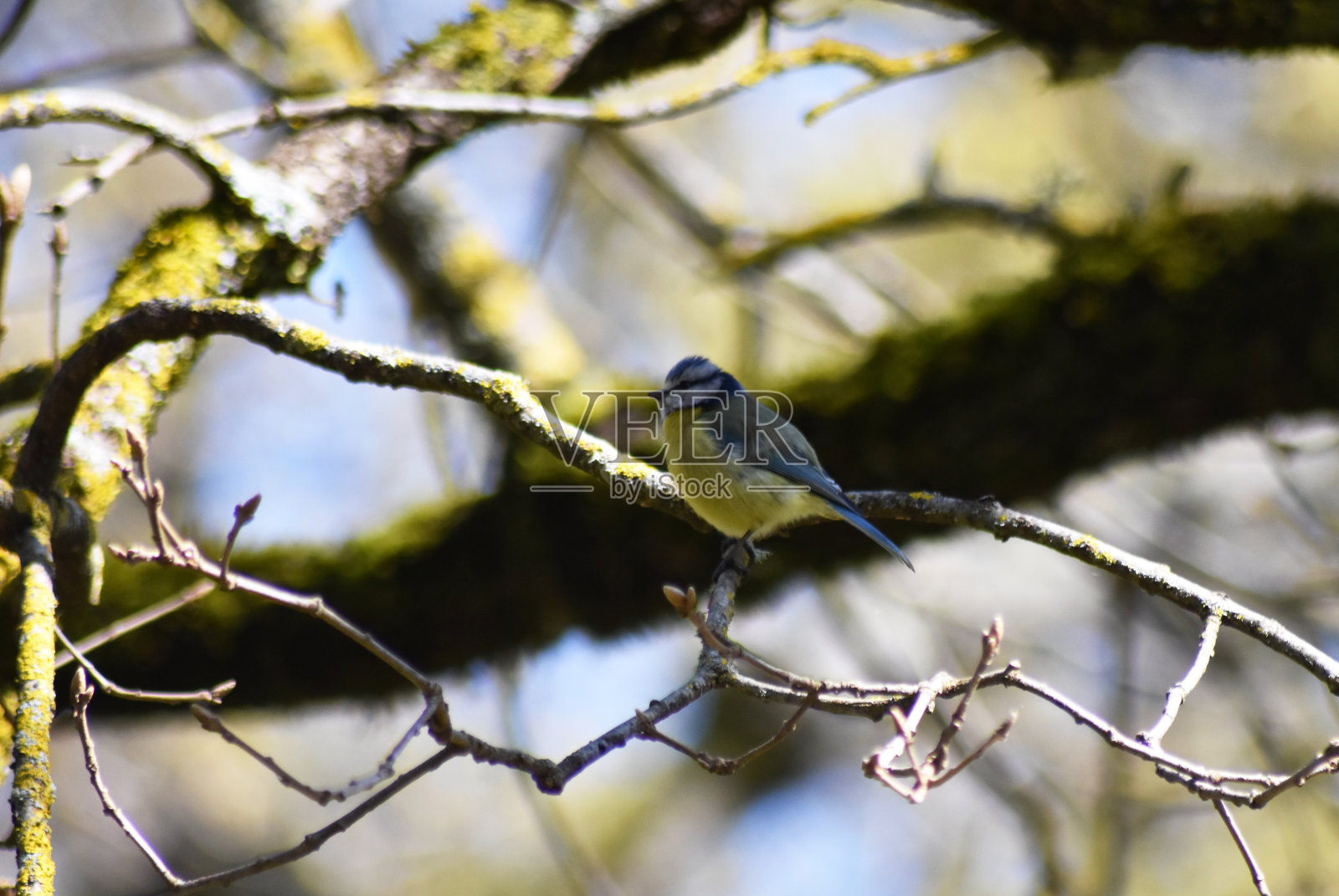 辛西法雷拉照片摄影图片