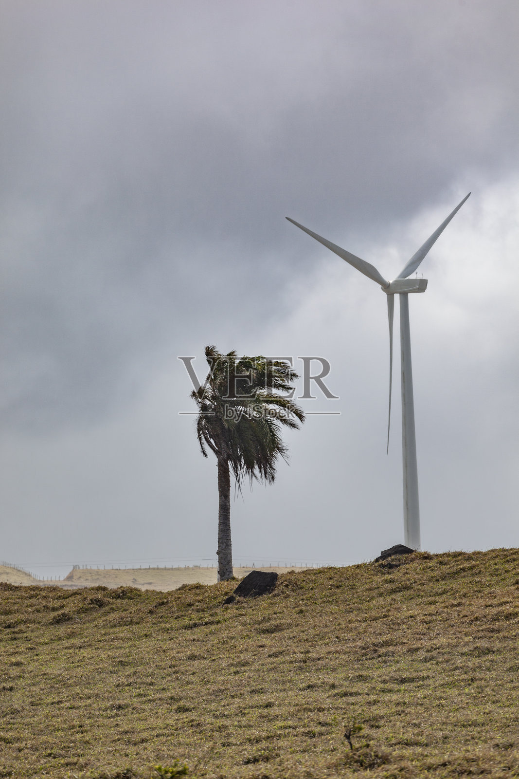 棕榈树和风力涡轮机照片摄影图片