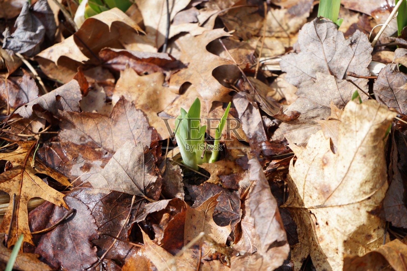 虹膜照片摄影图片
