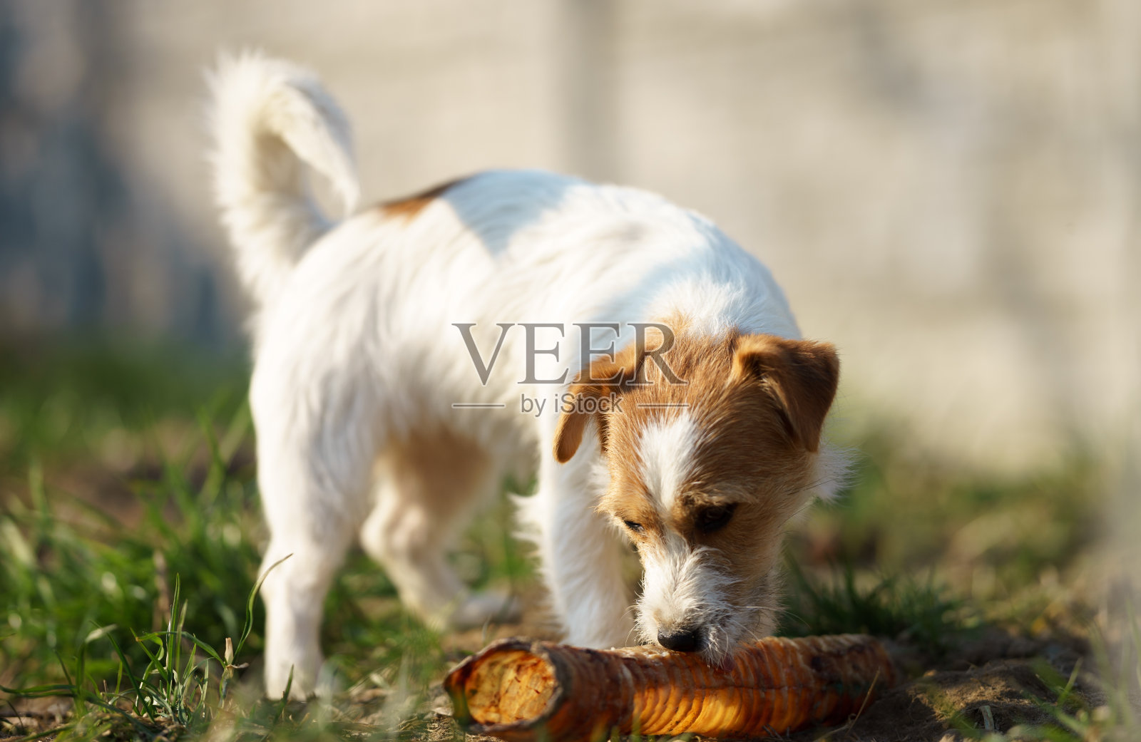 一张杰克罗素梗狗在阳光明媚的春天花园里吃肉的照片。照片摄影图片