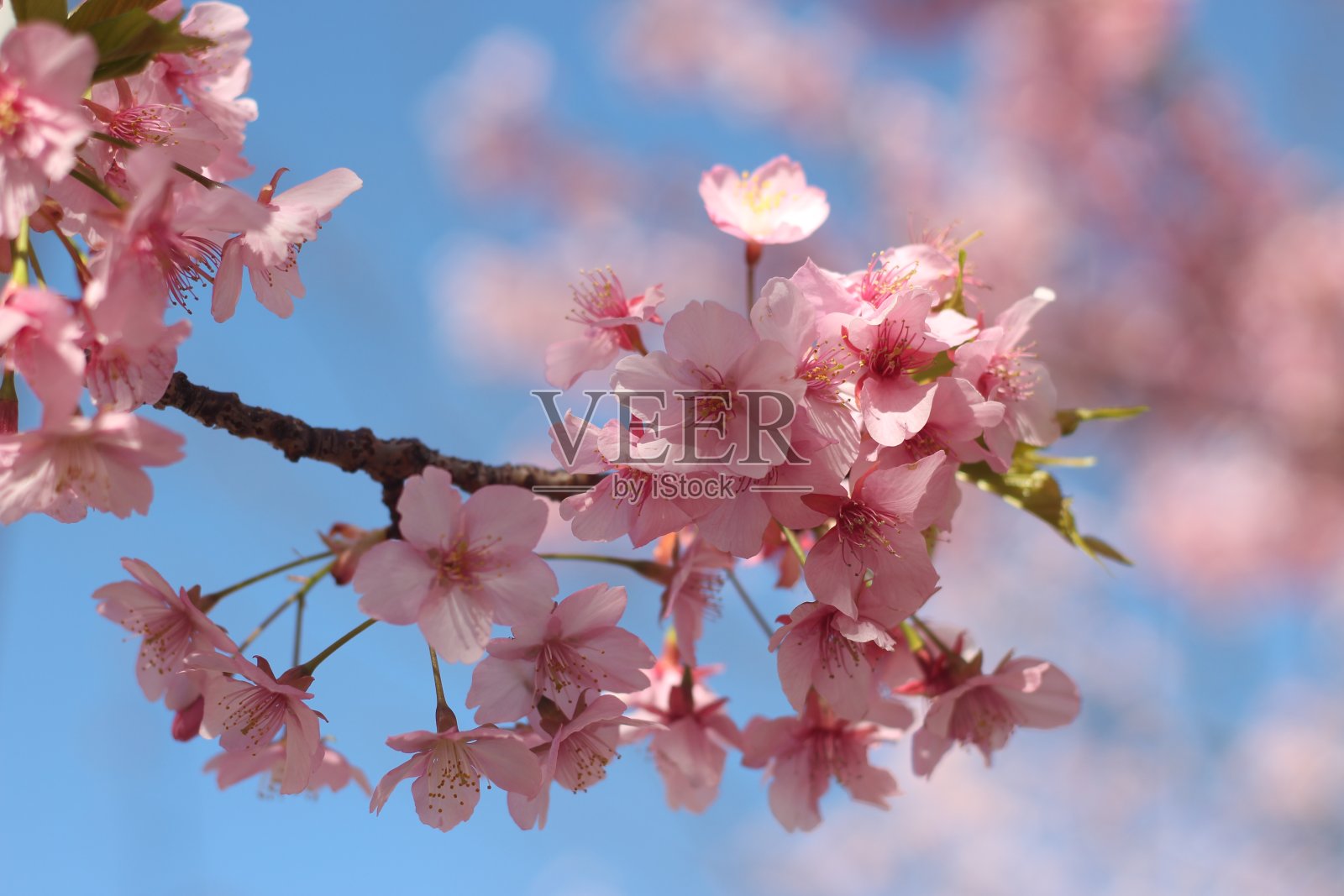 美丽可爱的粉红色樱花(樱花)映衬着蓝天，东京，日本照片摄影图片