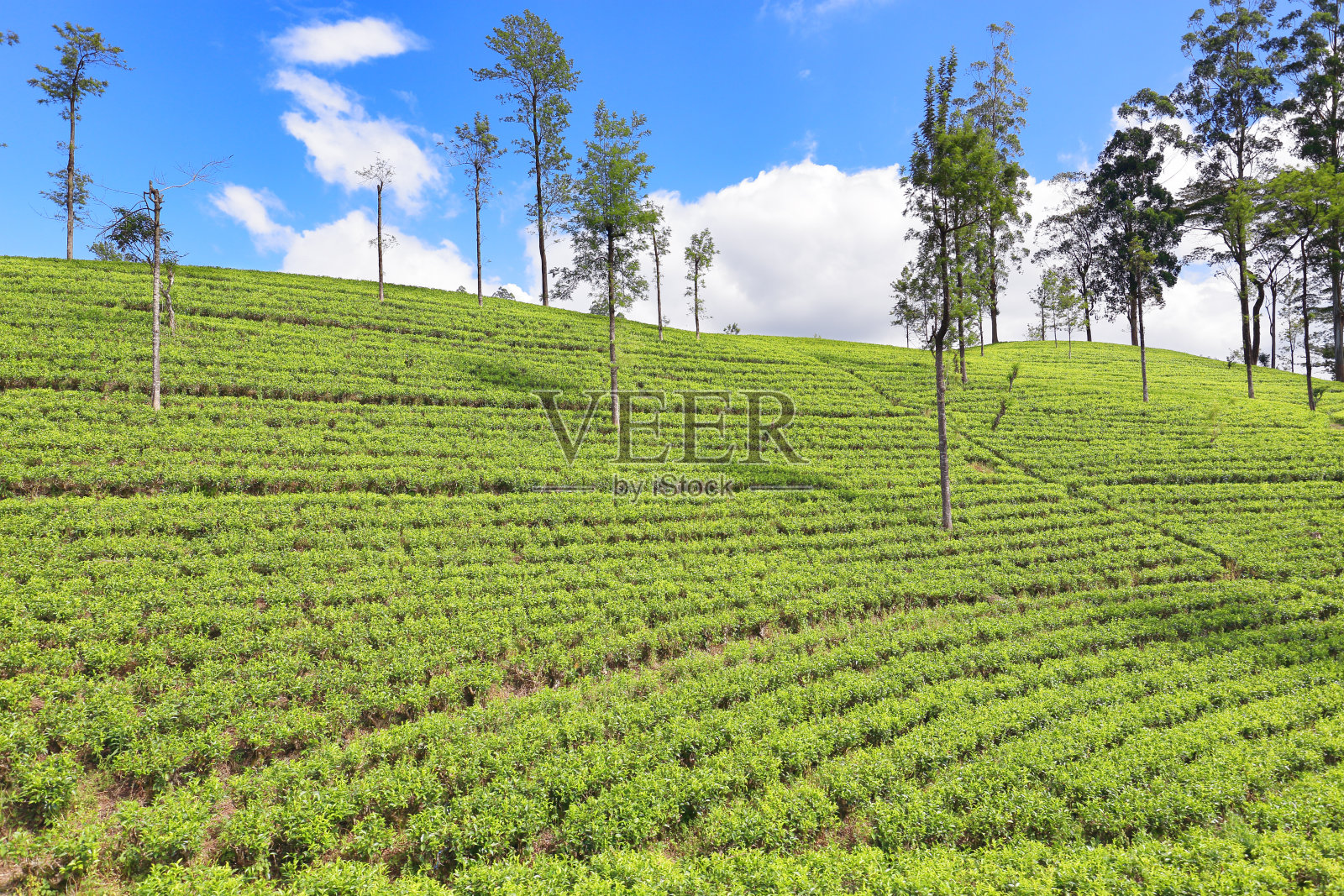 茶园照片摄影图片