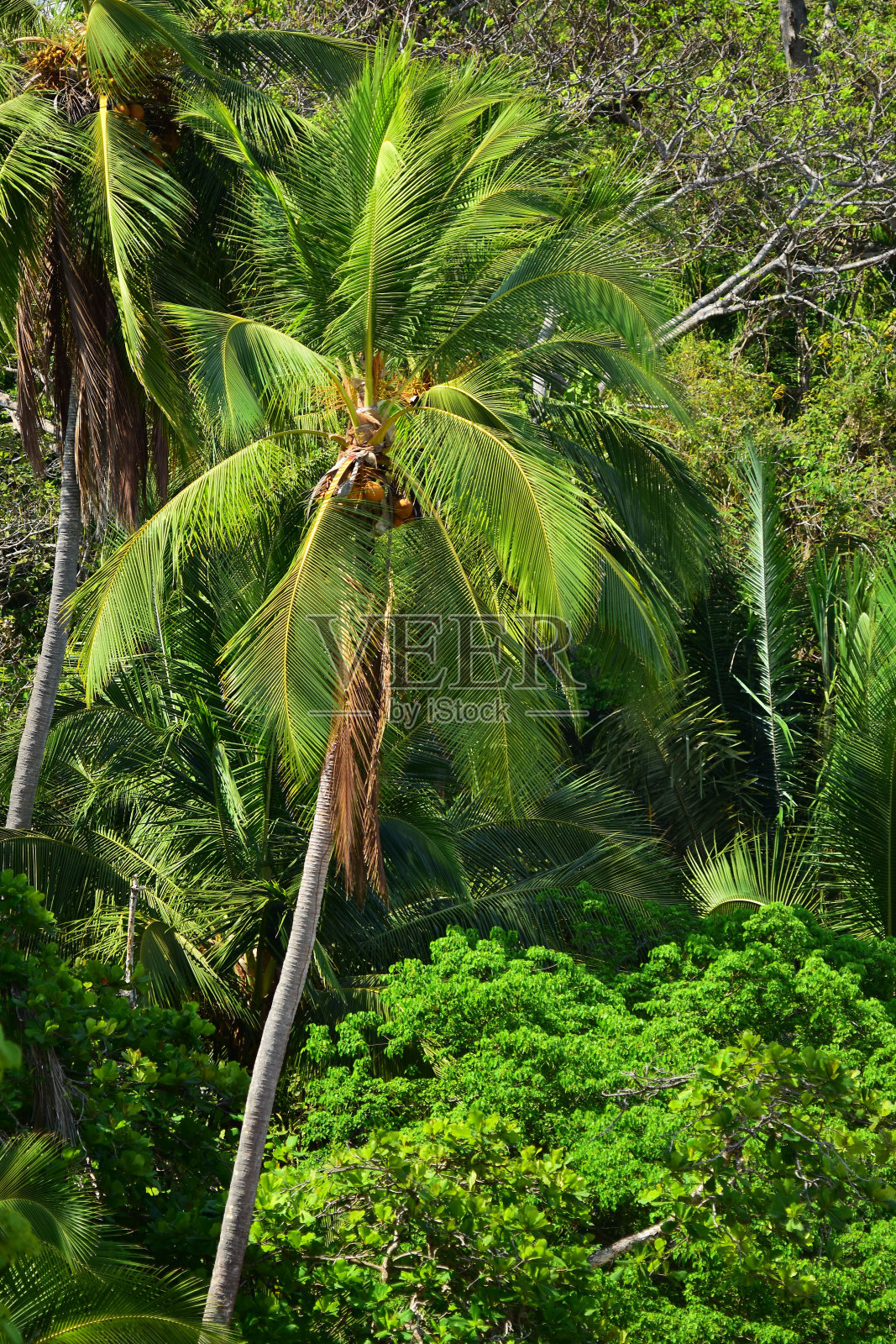 单一风吹果椰子在森林照片摄影图片
