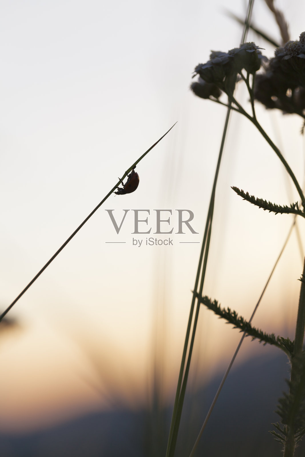 在牧场的瓢虫在日落期间的宏观视图照片摄影图片