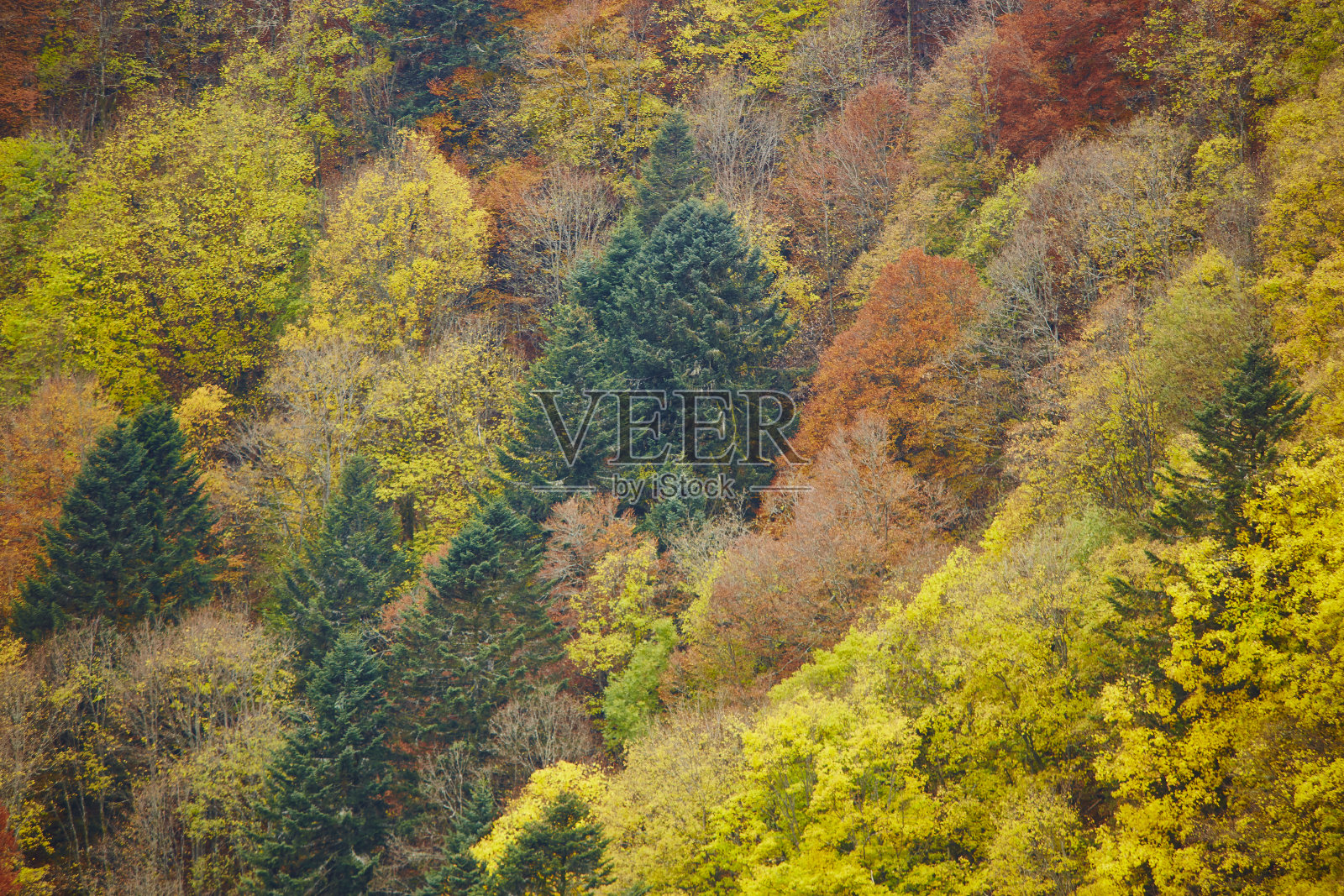 树 fal 秋季 Le Rouge Gazon 法国照片摄影图片