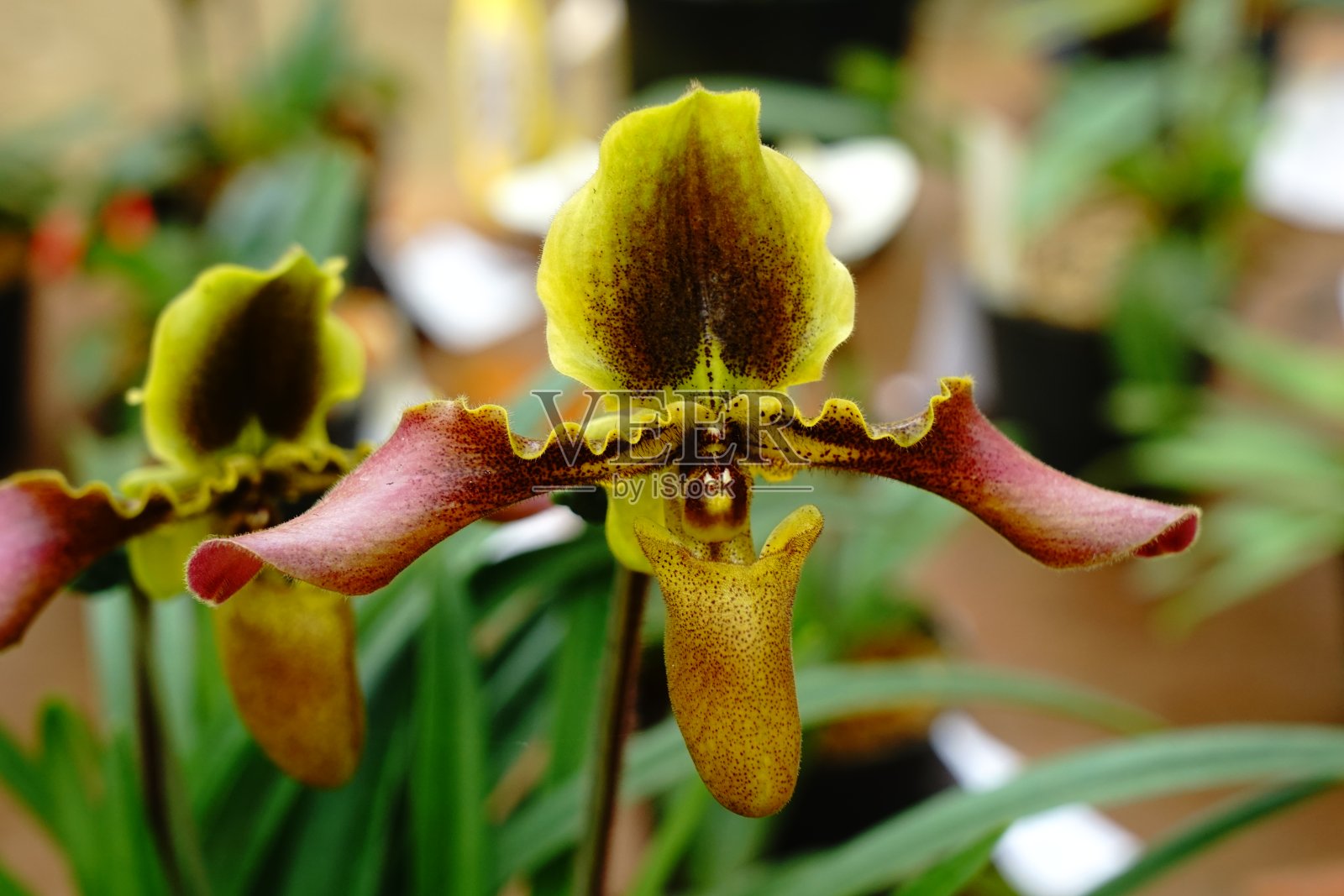 兰花照片摄影图片