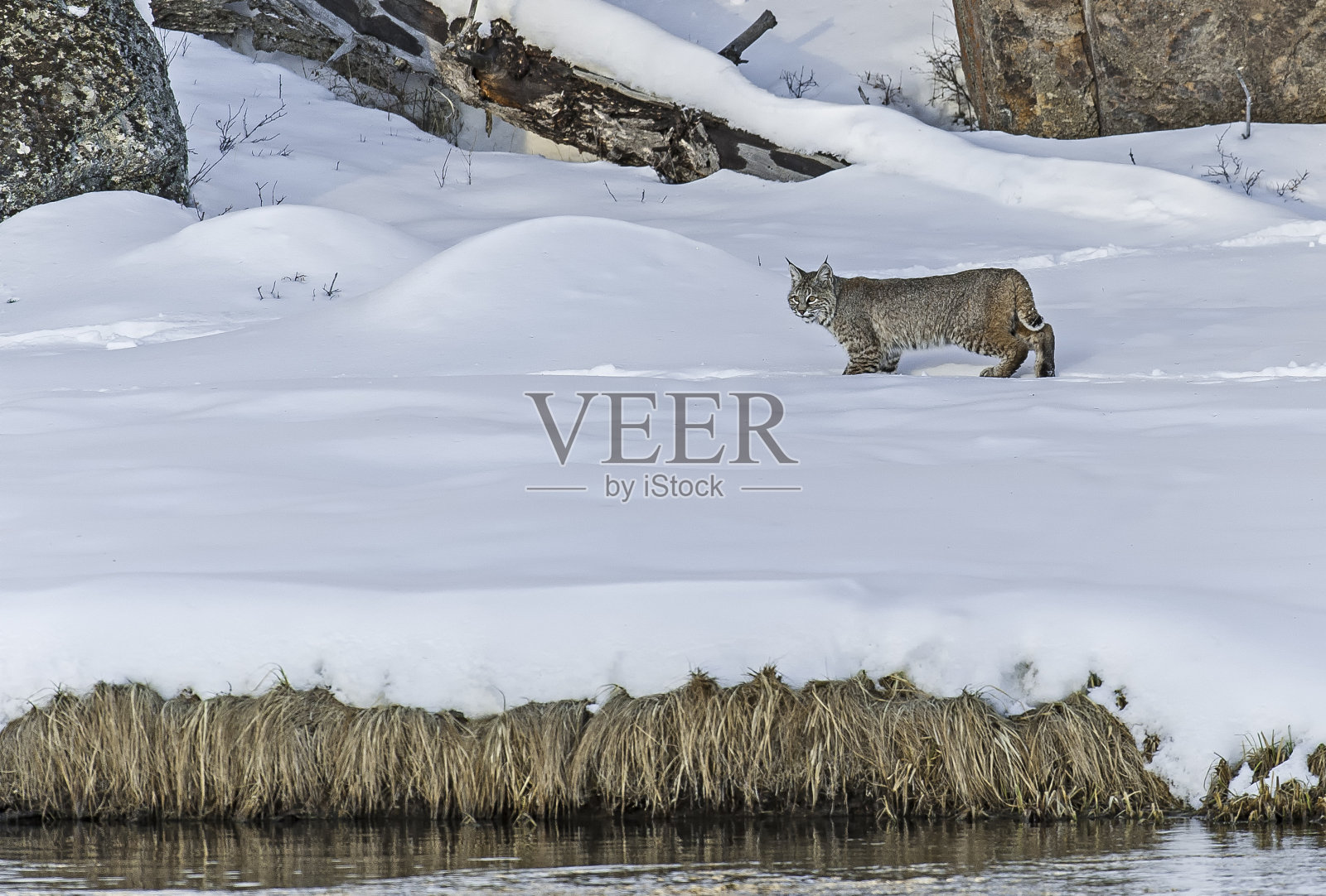 山猫(猞猁鲁弗斯)是一种北美猫科哺乳动物，在美国黄石国家公园的麦迪逊河上觅食。照片摄影图片