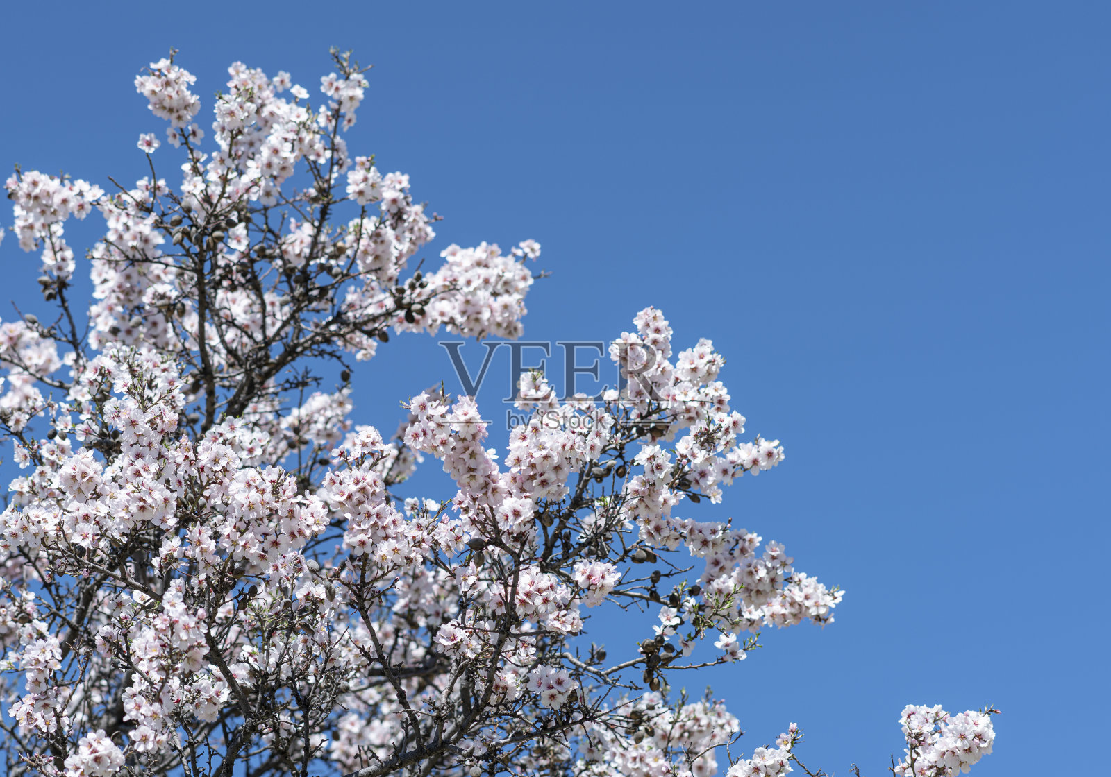 梅花，近了，蓝天照片摄影图片