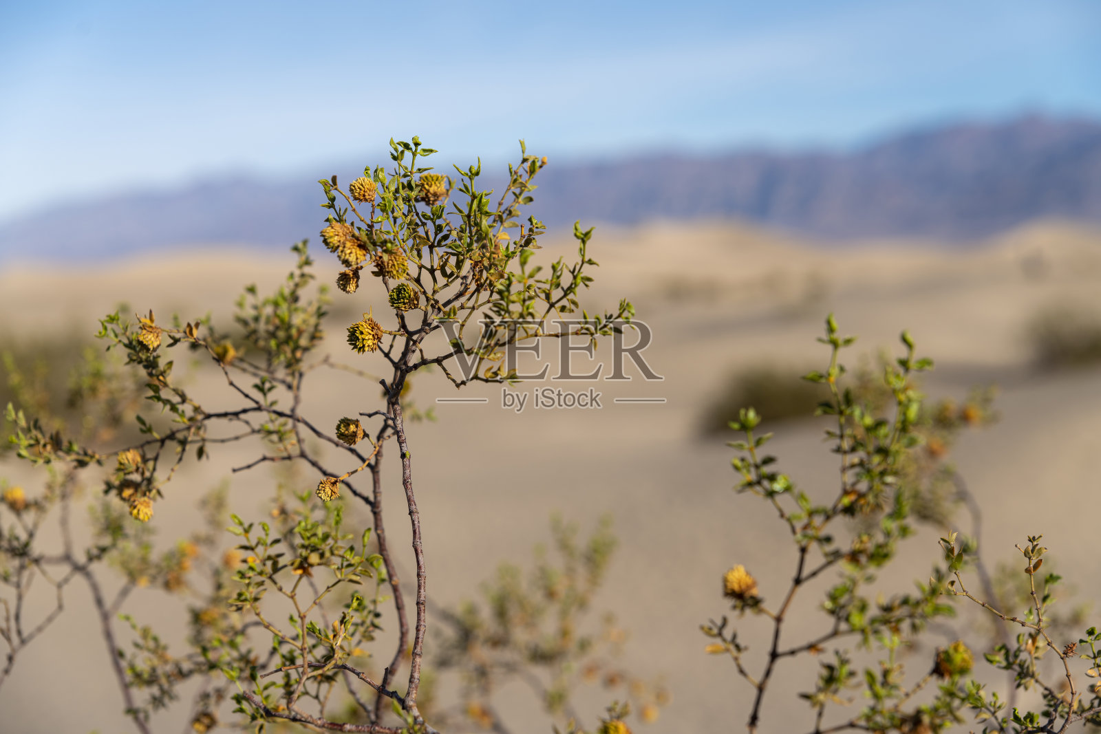 灌木生长在沙丘在牧豆树平原，死亡谷，加利福尼亚。照片摄影图片
