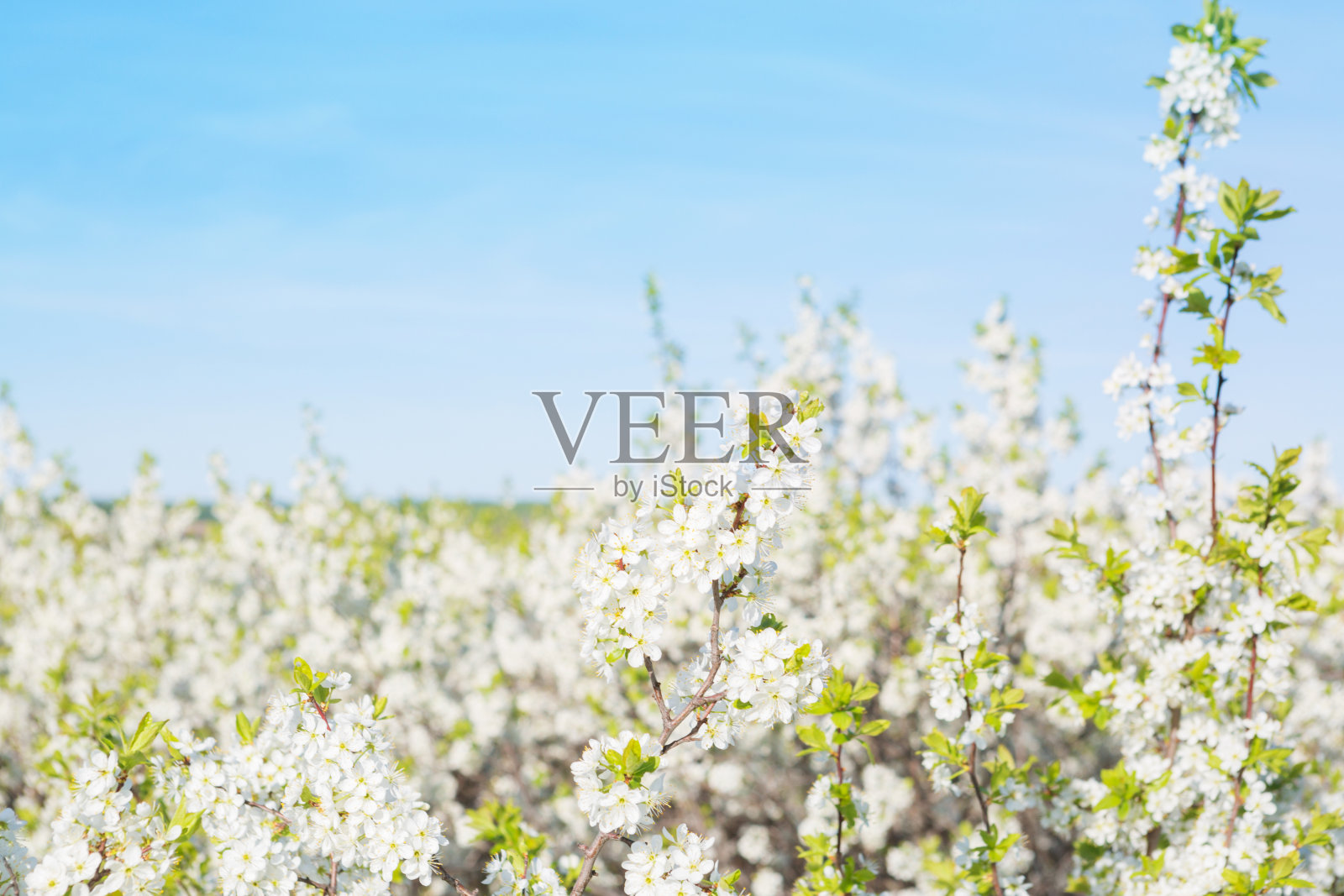 盛开的樱花树在天空背景在花园或公园。樱花。日本的春天风景春天的花，春天的背景，春天的自然。照片摄影图片