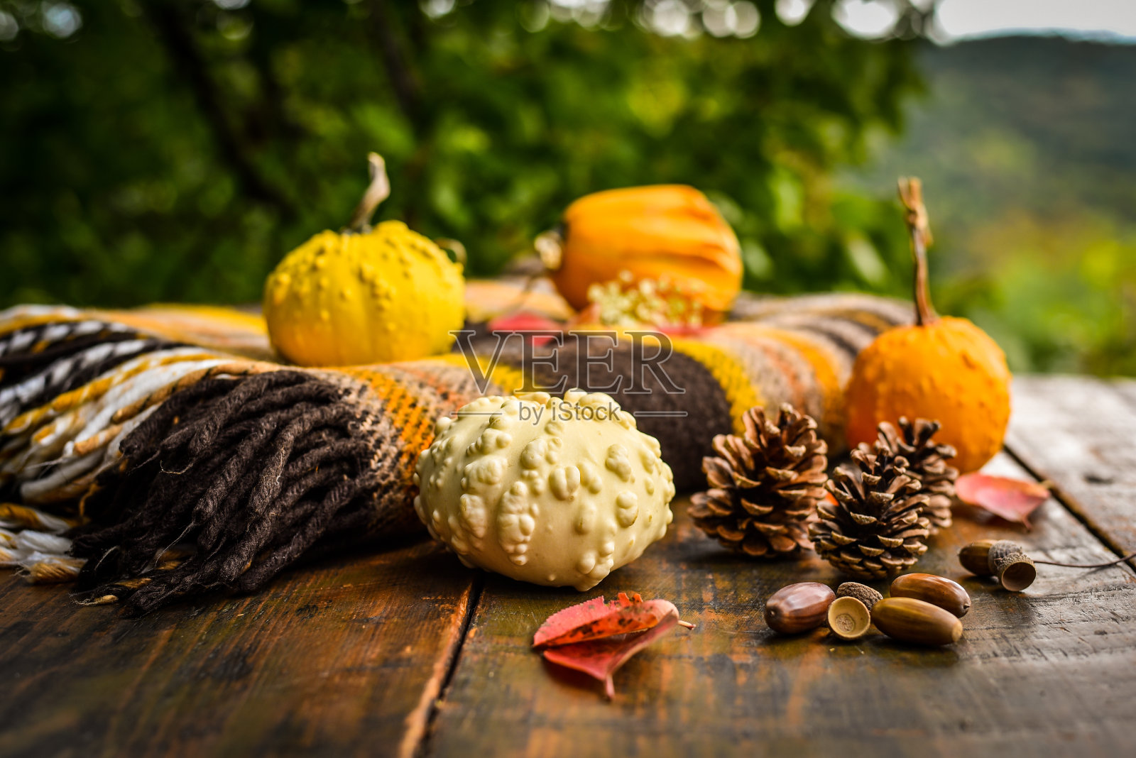 美丽多彩的南瓜在а桌上照片摄影图片