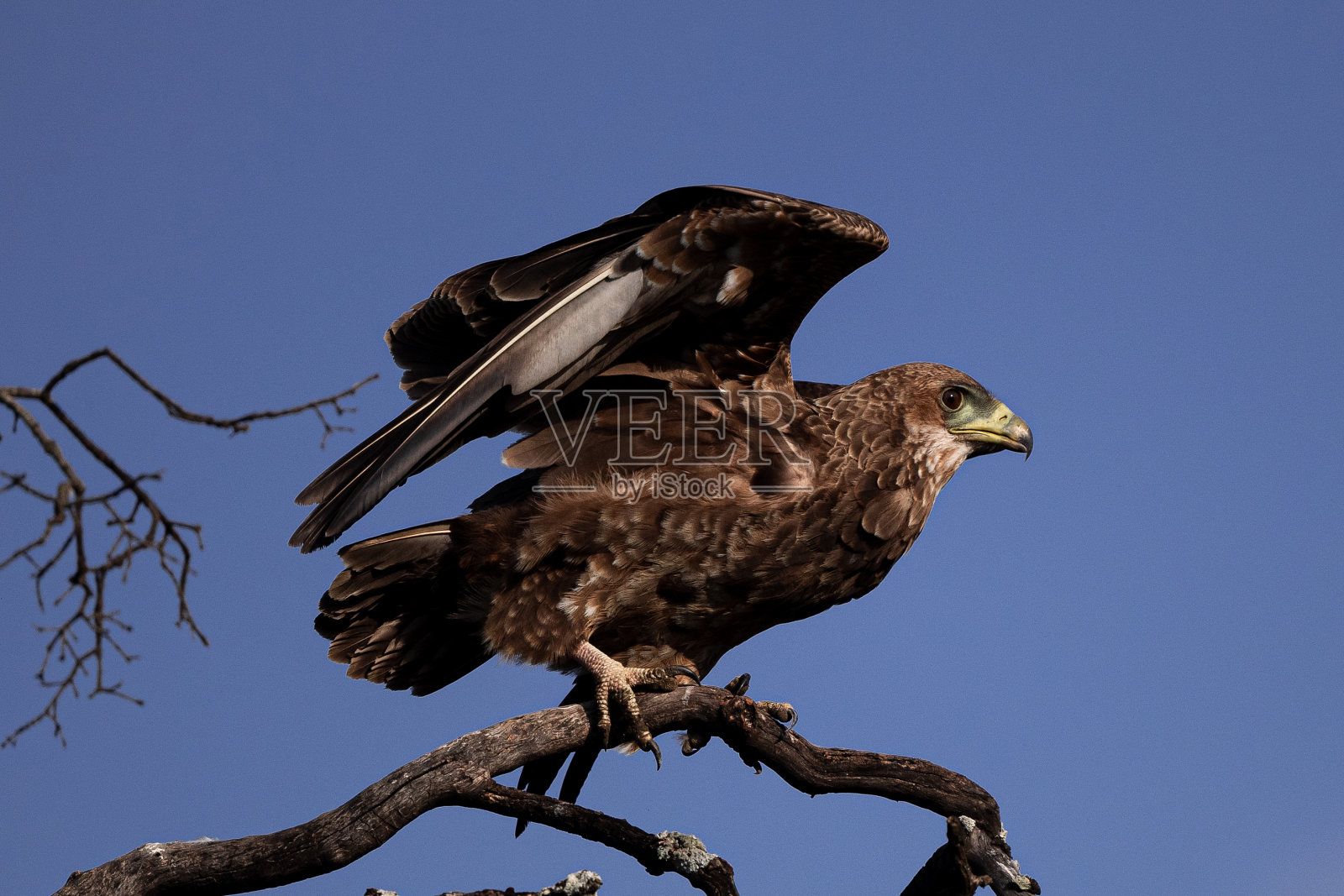 马赛马拉的黄褐色鹰照片摄影图片
